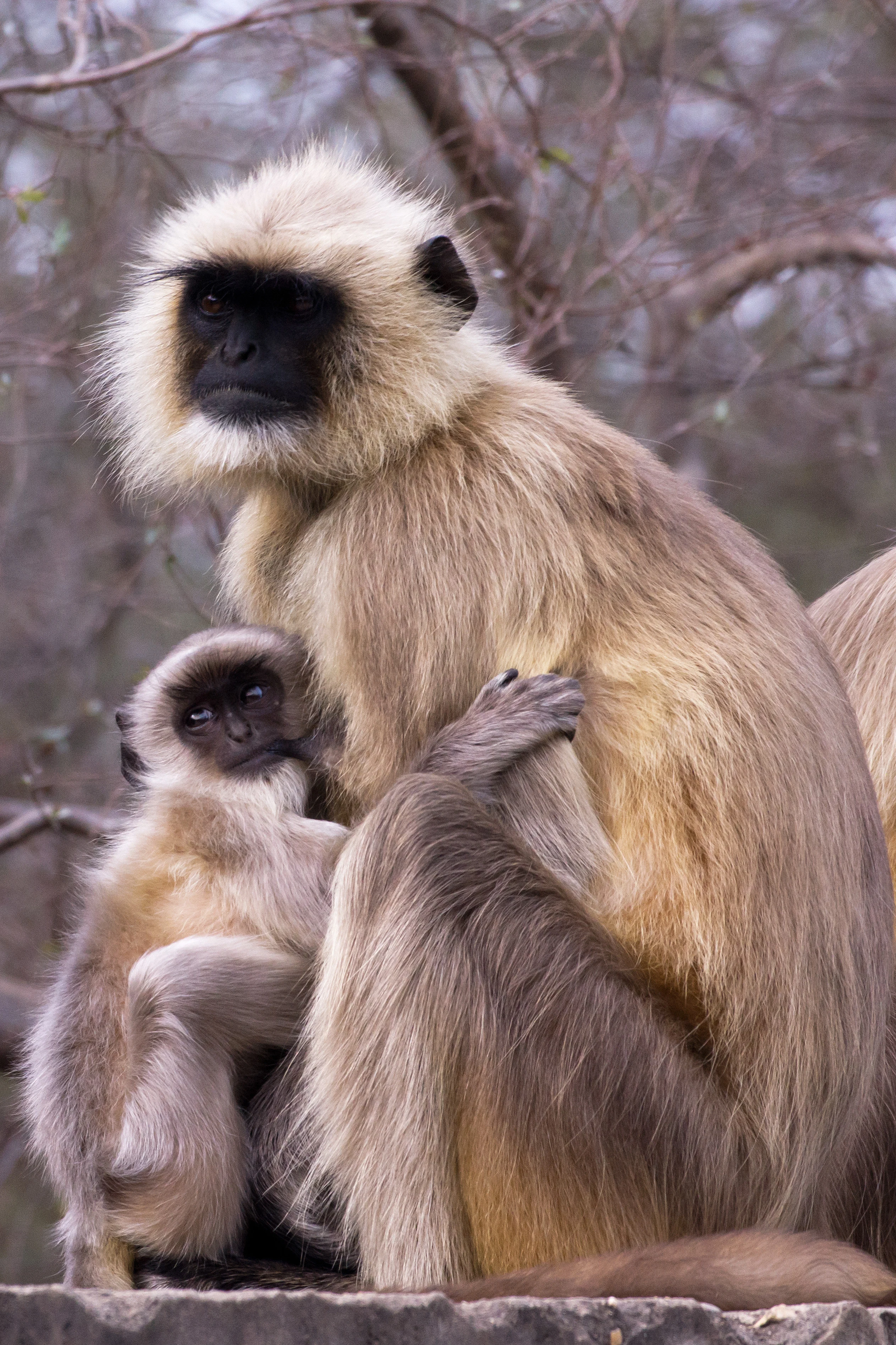 Hanuman Langur, Ranthambore National Park, Rajasthan, India — photo by Jim Bennett