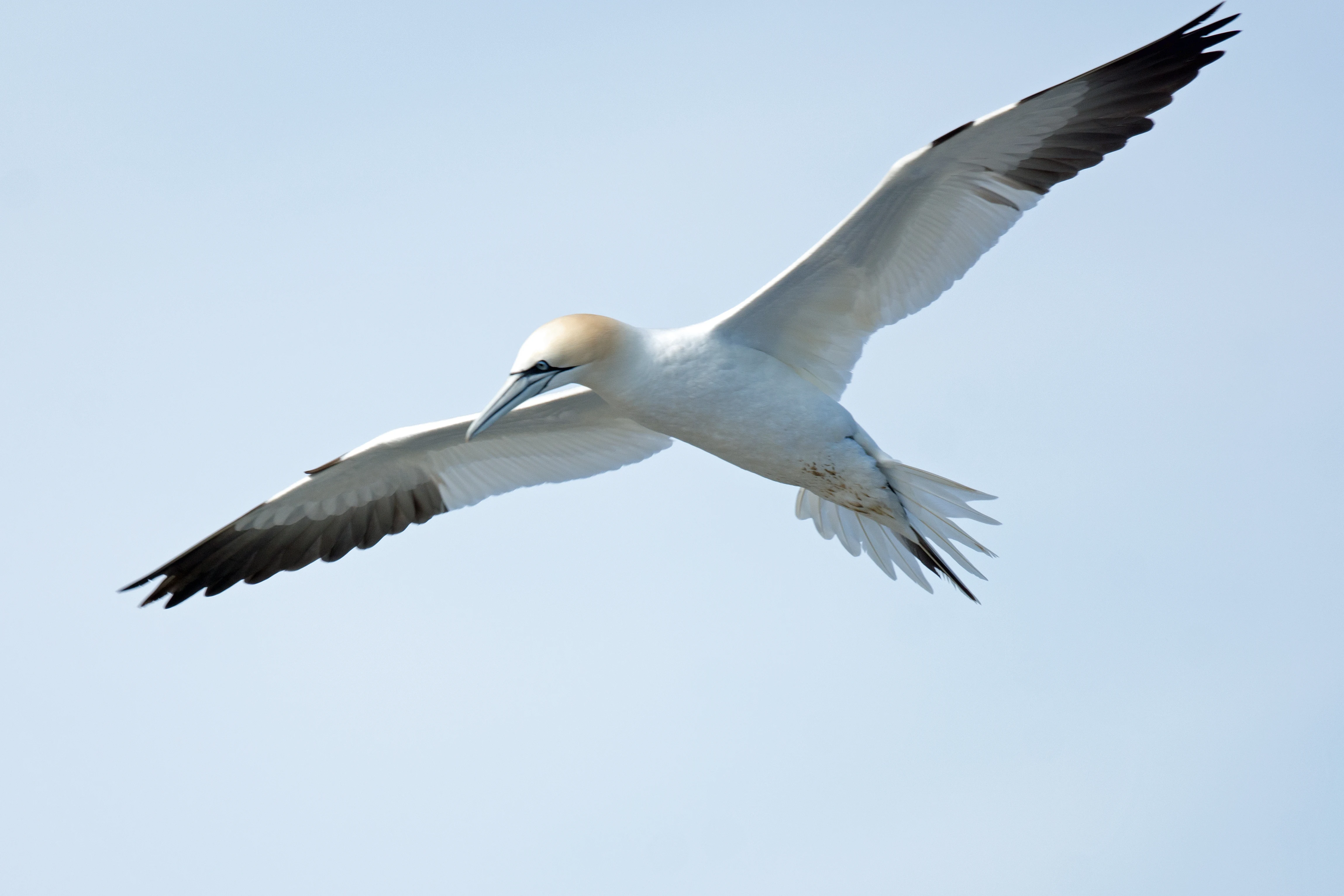 Northern Gannet, Noss, UK — photo by Jim Bennett