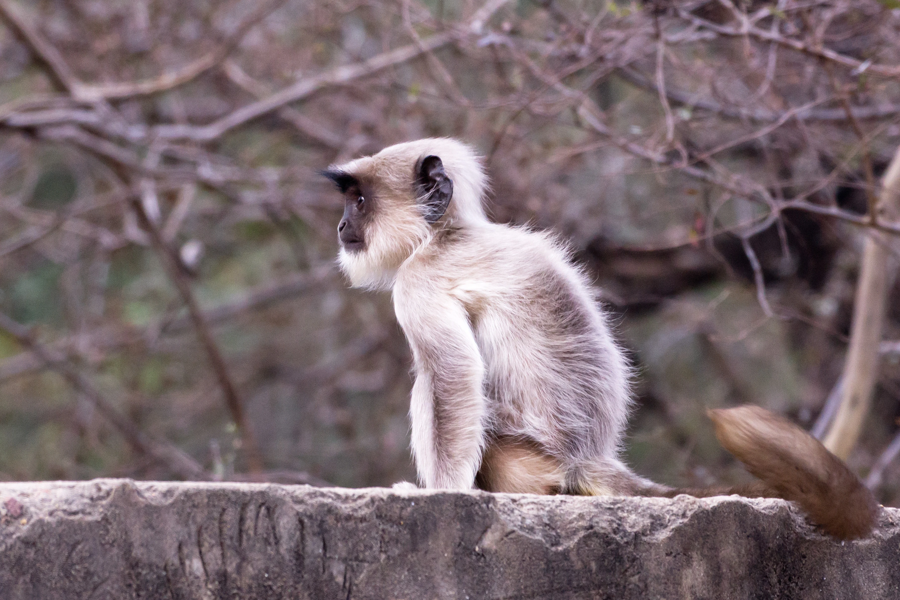 Hanuman Langur, Ranthambore National Park, Rajasthan, India — photo by Jim Bennett