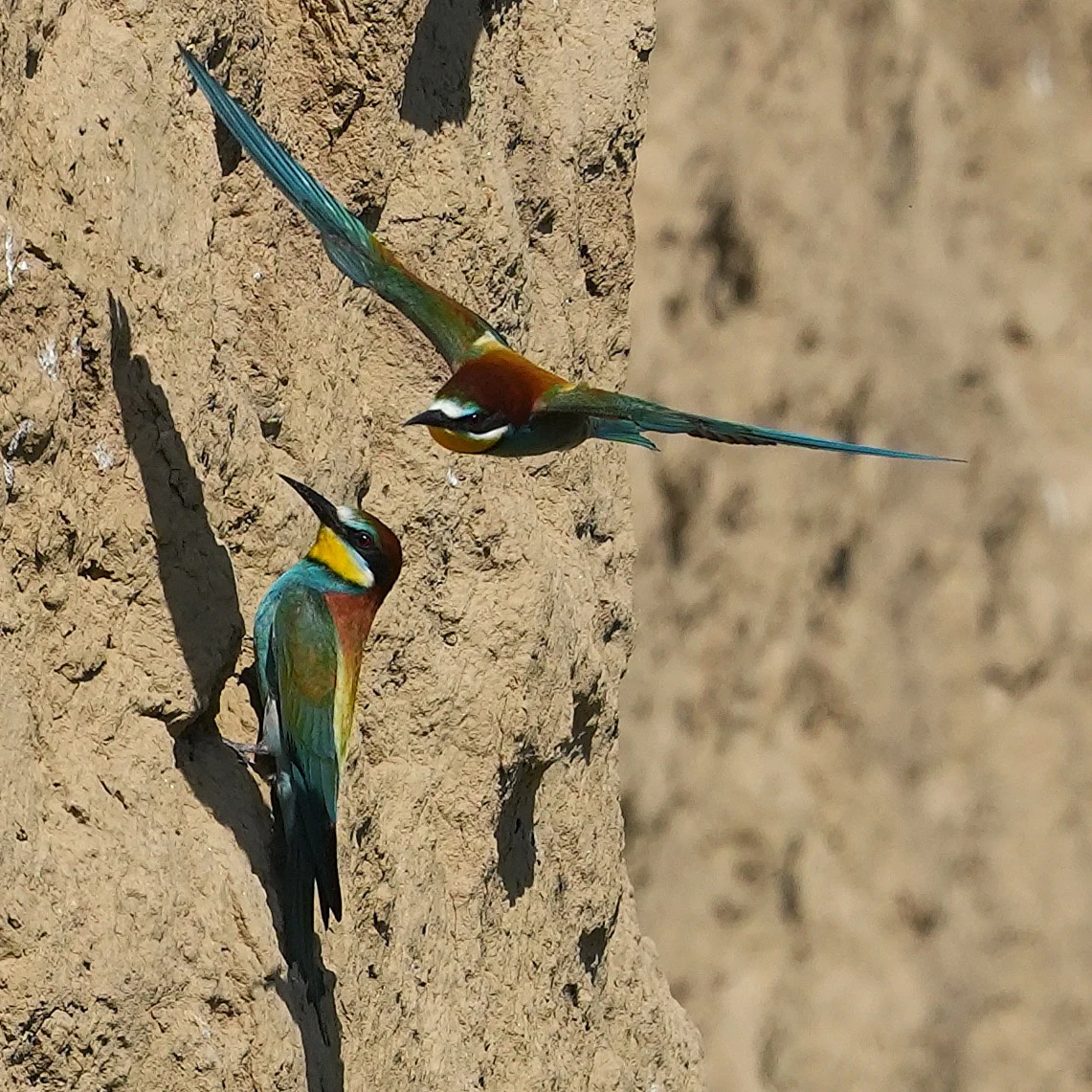 European Bee-eaters, Museum of the Traditional Fishing Village, Tulcea, Romania — photo by Jim Bennett