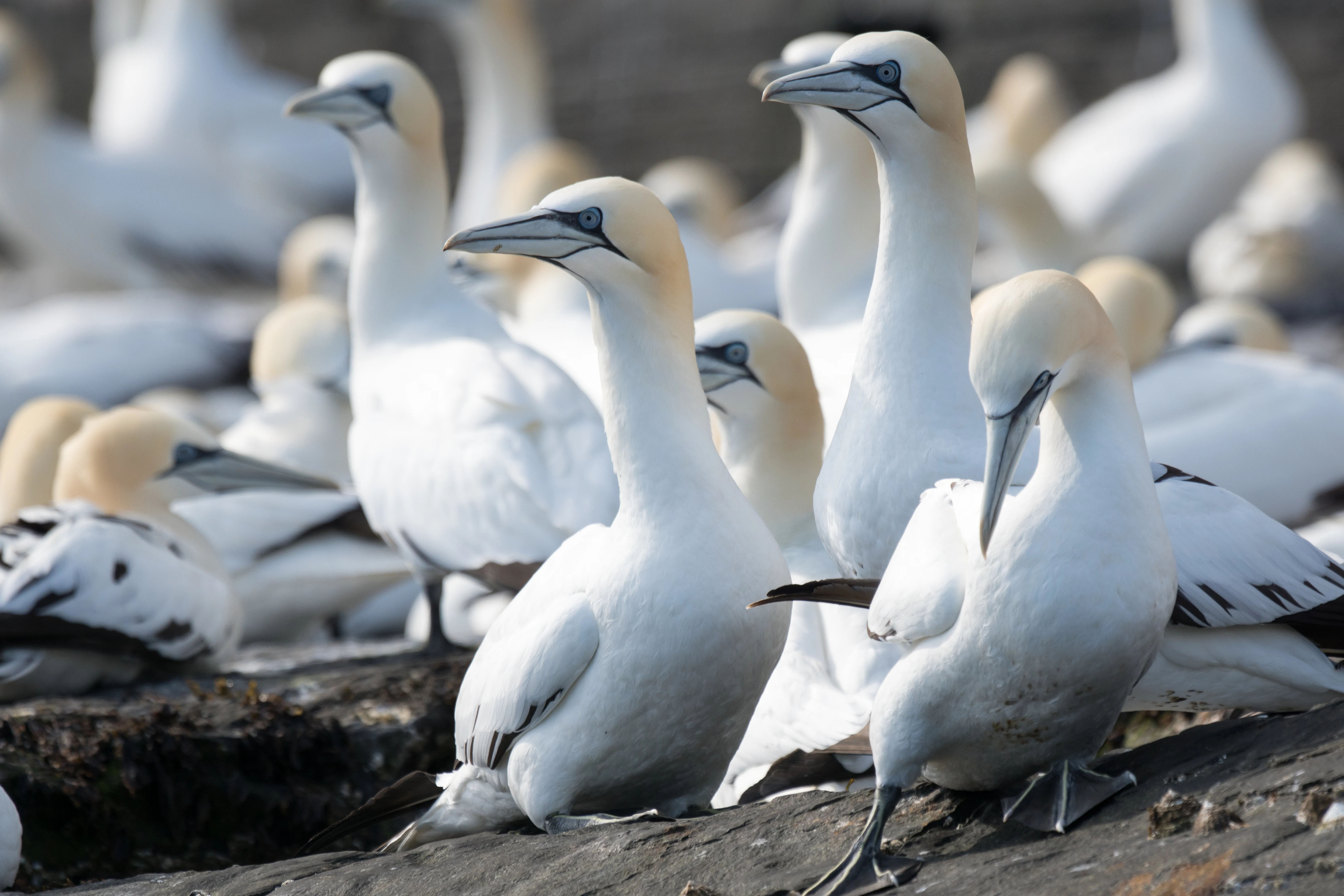 Northern Gannets, Noss, UK — photo by Jim Bennett