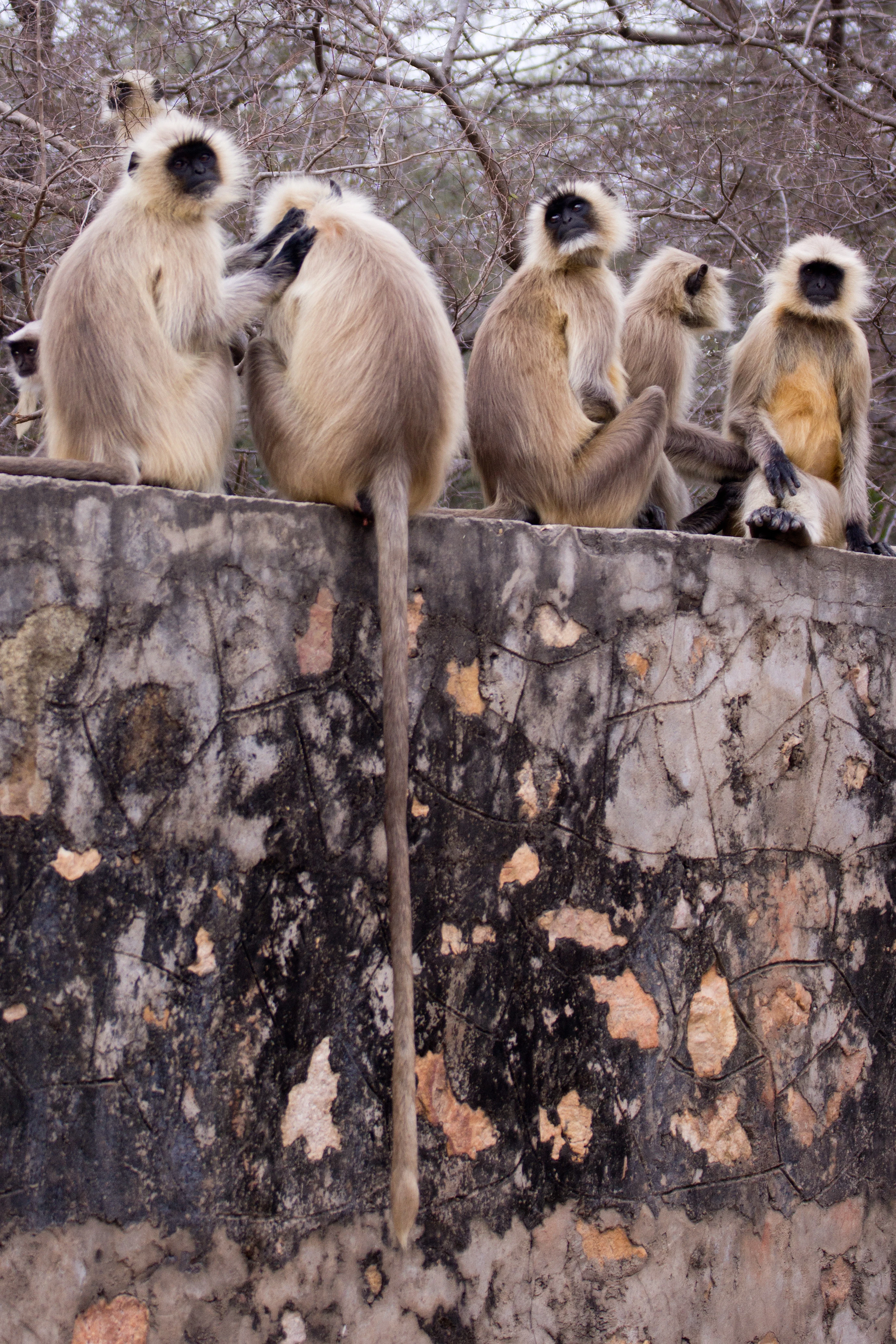 Hanuman Langur, Ranthambore National Park, Rajasthan, India — photo by Jim Bennett