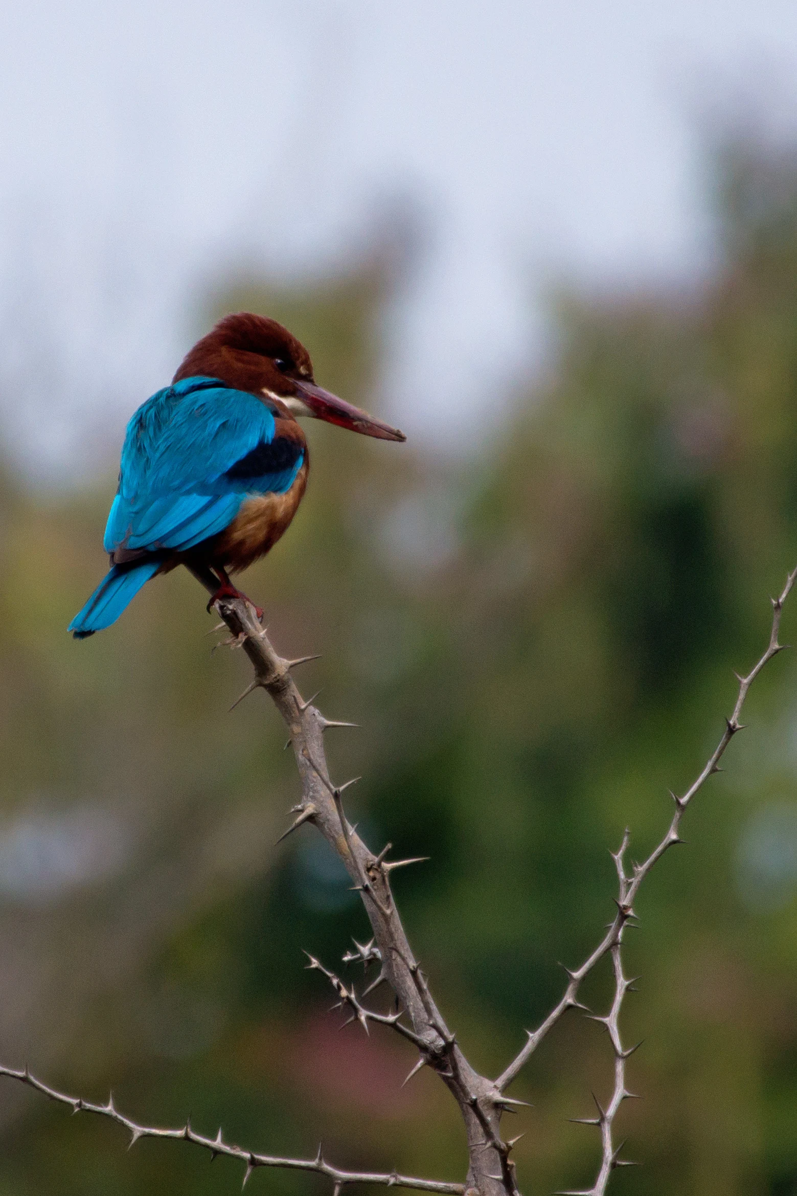White-throated Kingfisher, Khem Villas, Ranthambore National Park, Rajasthan, India — photo by Jim Bennett