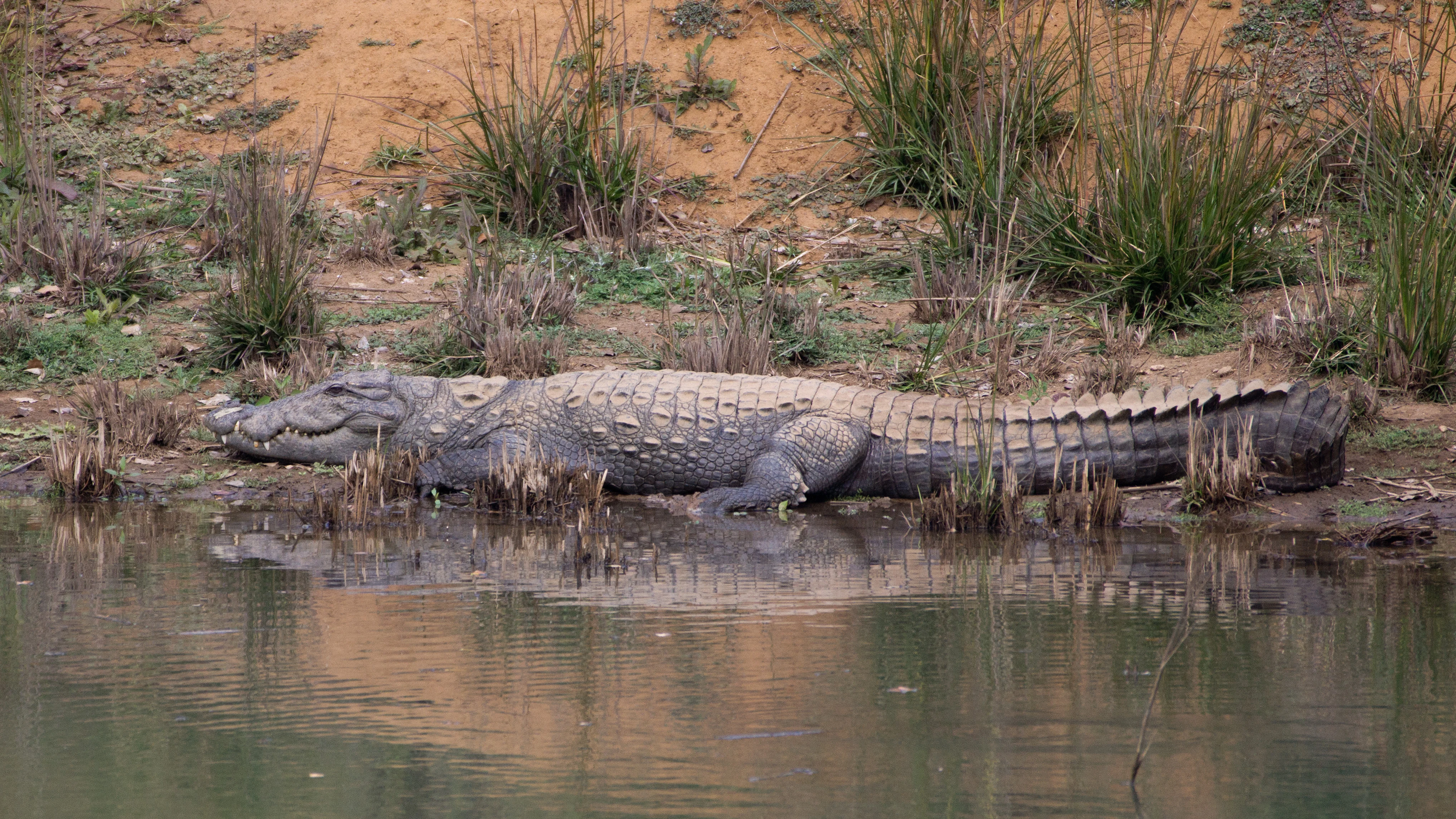 Marxh Crocodile, Khem Villas, Ranthambore National Park, Rajasthan, India — photo by Jim Bennett