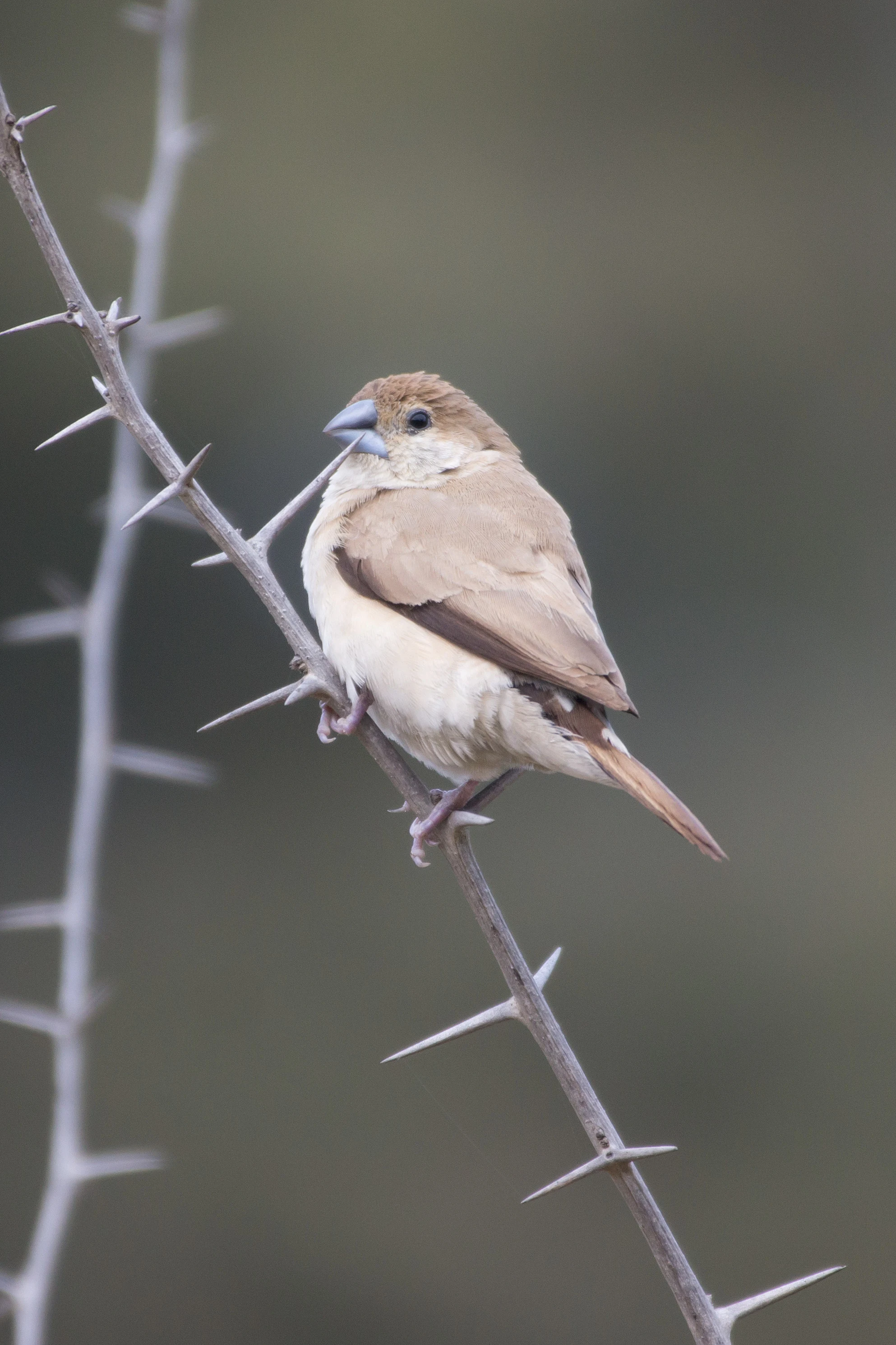 Indian Silverbill, Khem Villas, Ranthambore National Park, Rajasthan, India — photo by Jim Bennett