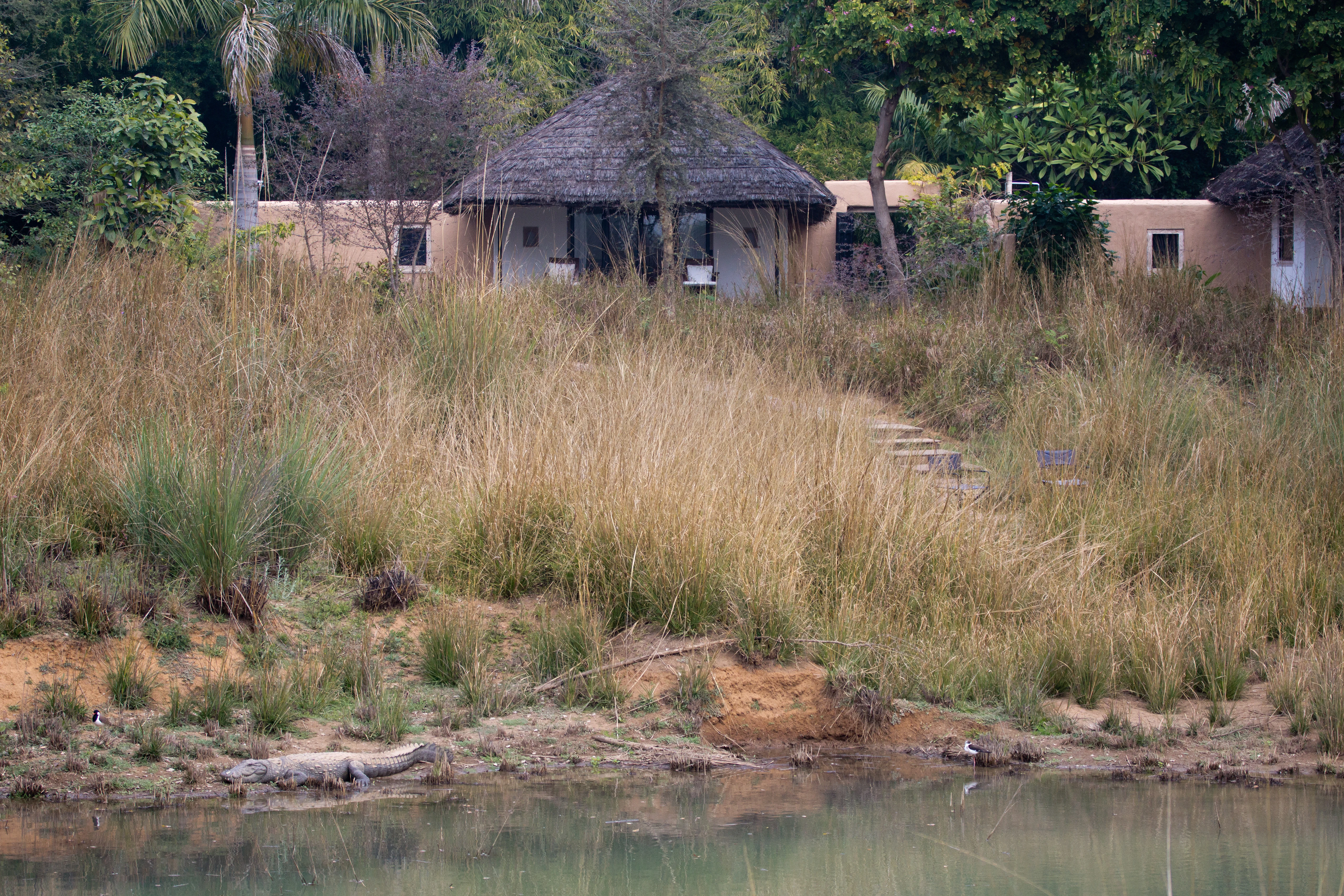 Marsh Crocodile, Khem Villas, Ranthambore National Park, Rajasthan, India — photo by Jim Bennett