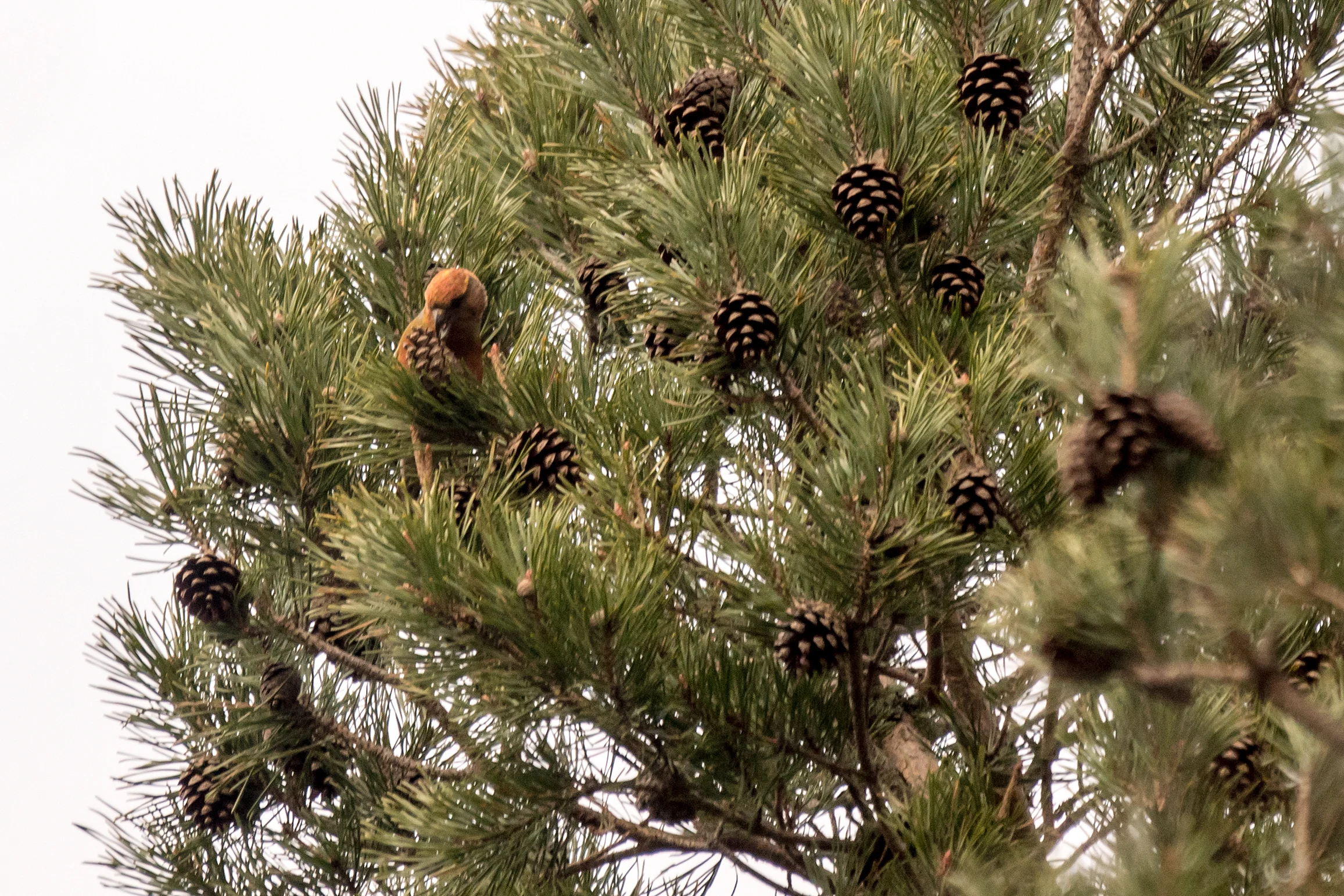 Crossbill sp, Balbair Woods, Loch Fleet, Sutherland, UK — photo by Jim Bennett
