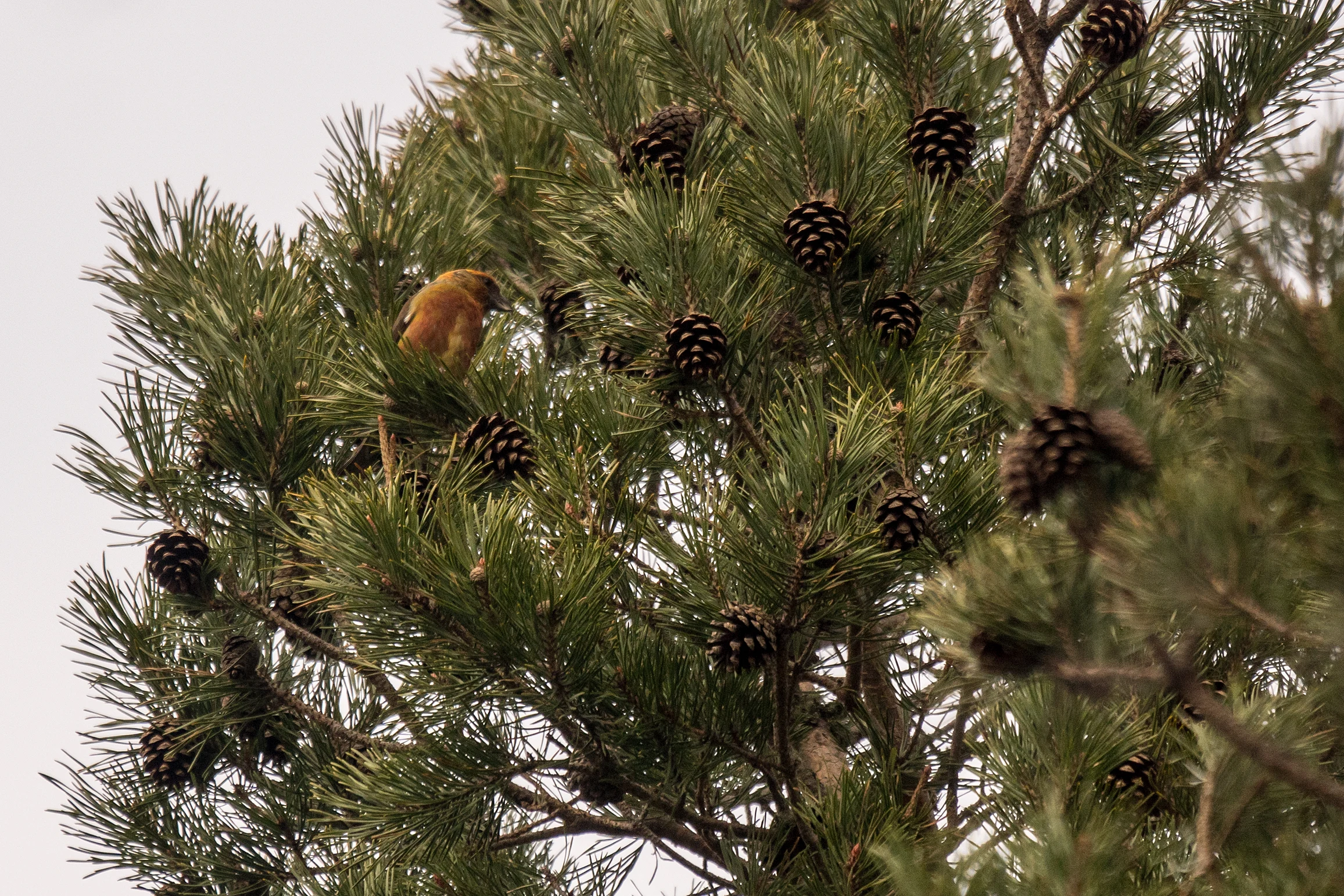 Crossbill sp, Balbair Woods, Loch Fleet, Sutherland, UK — photo by Jim Bennett