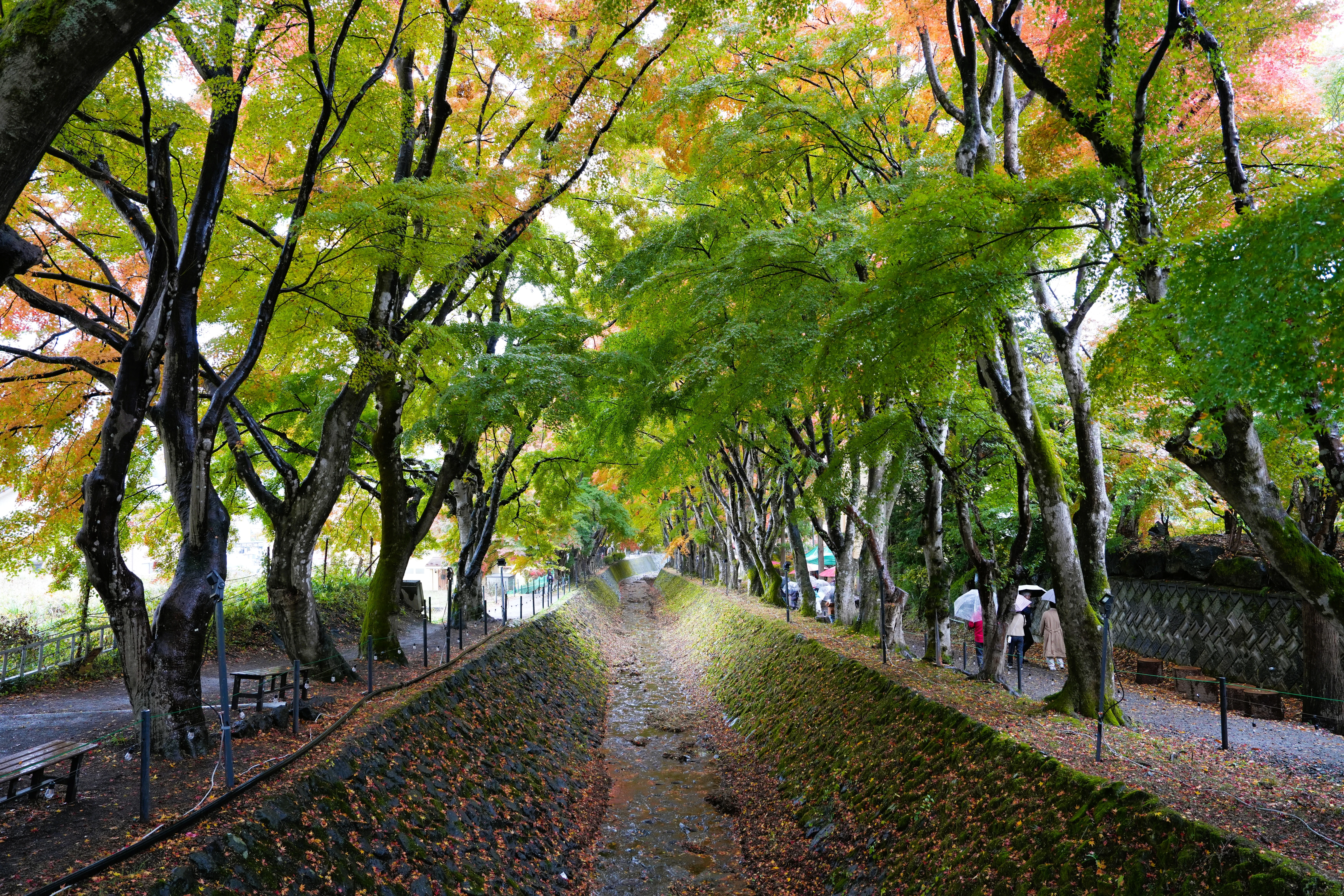 DSC09104, Kawaguchiko, Japan — photo by Jim Bennett