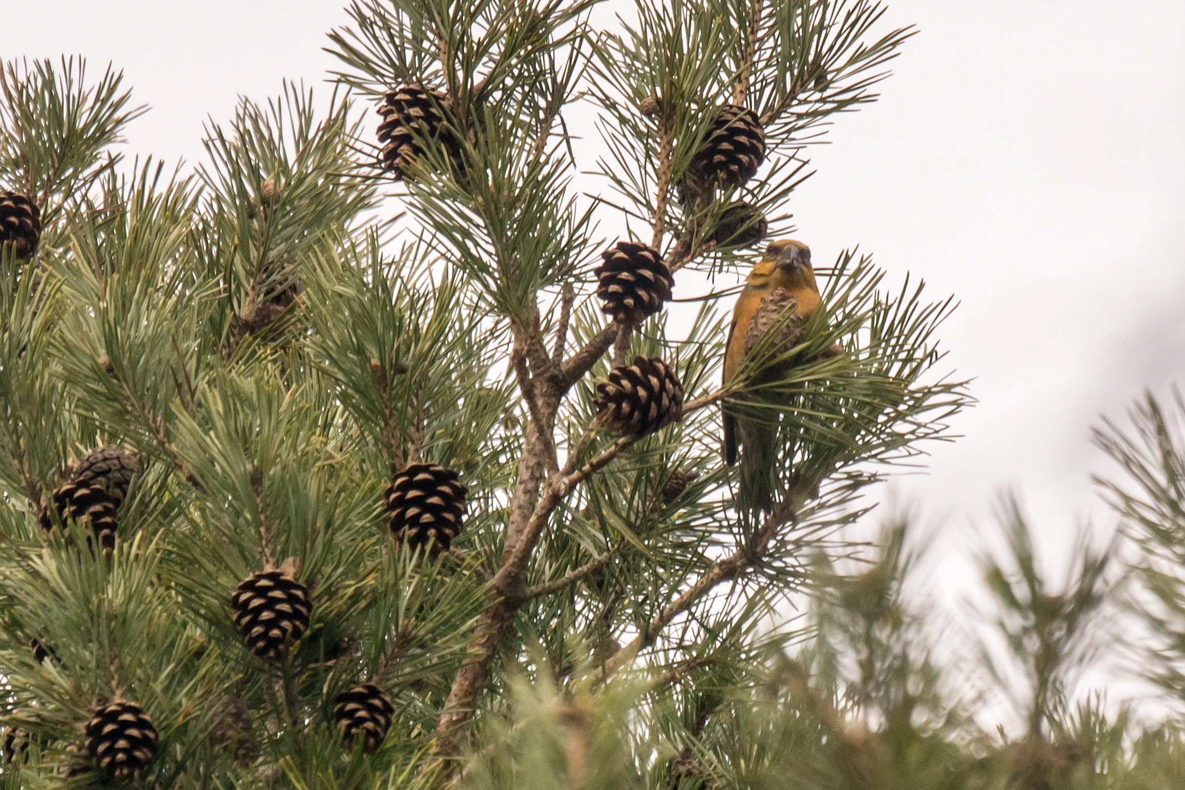 Crossbill sp, Balbair Woods, Loch Fleet, Sutherland, UK — photo by Jim Bennett