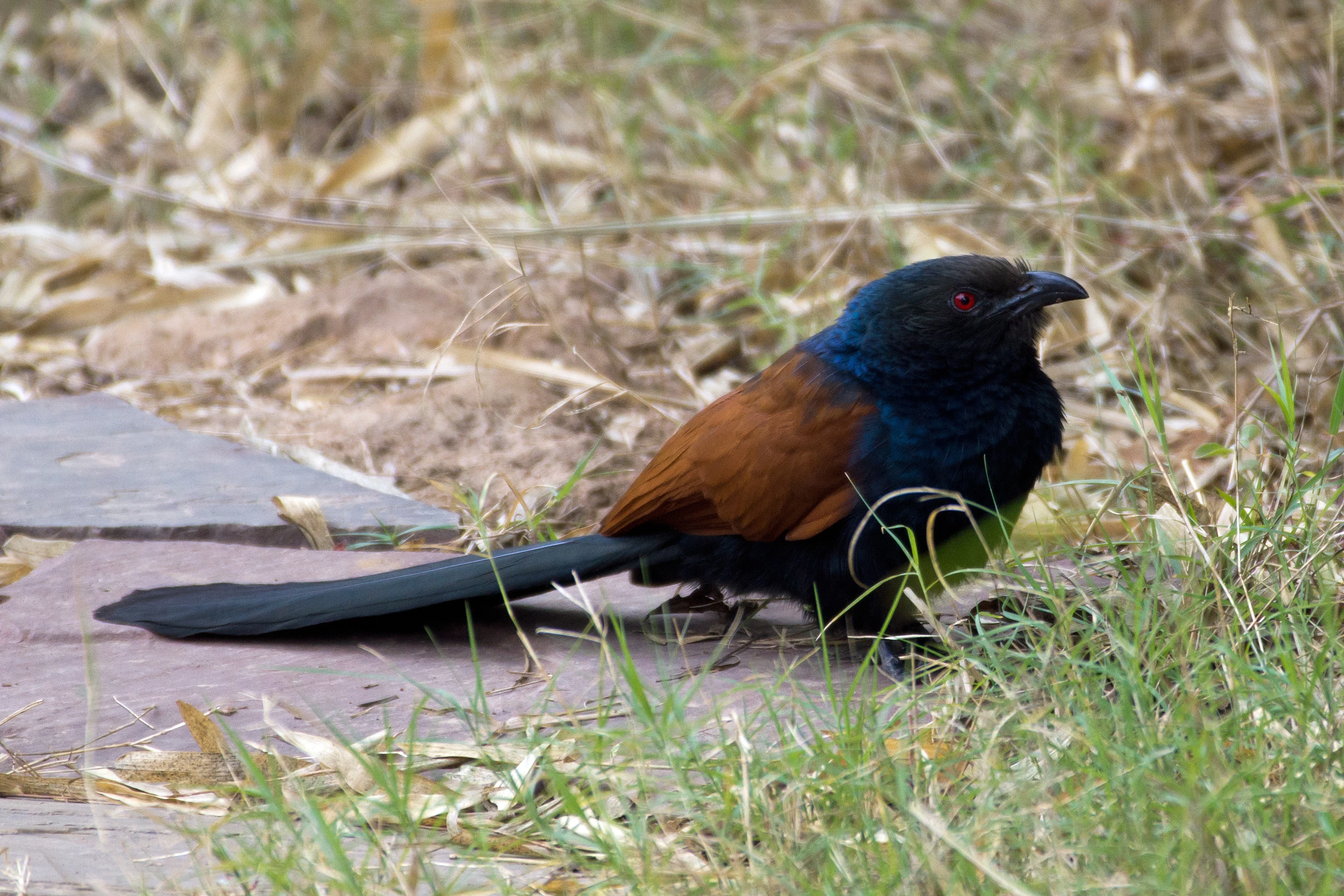 Greater Coucal, Khem Villas, Ranthambore National Park, Rajasthan, India — photo by Jim Bennett