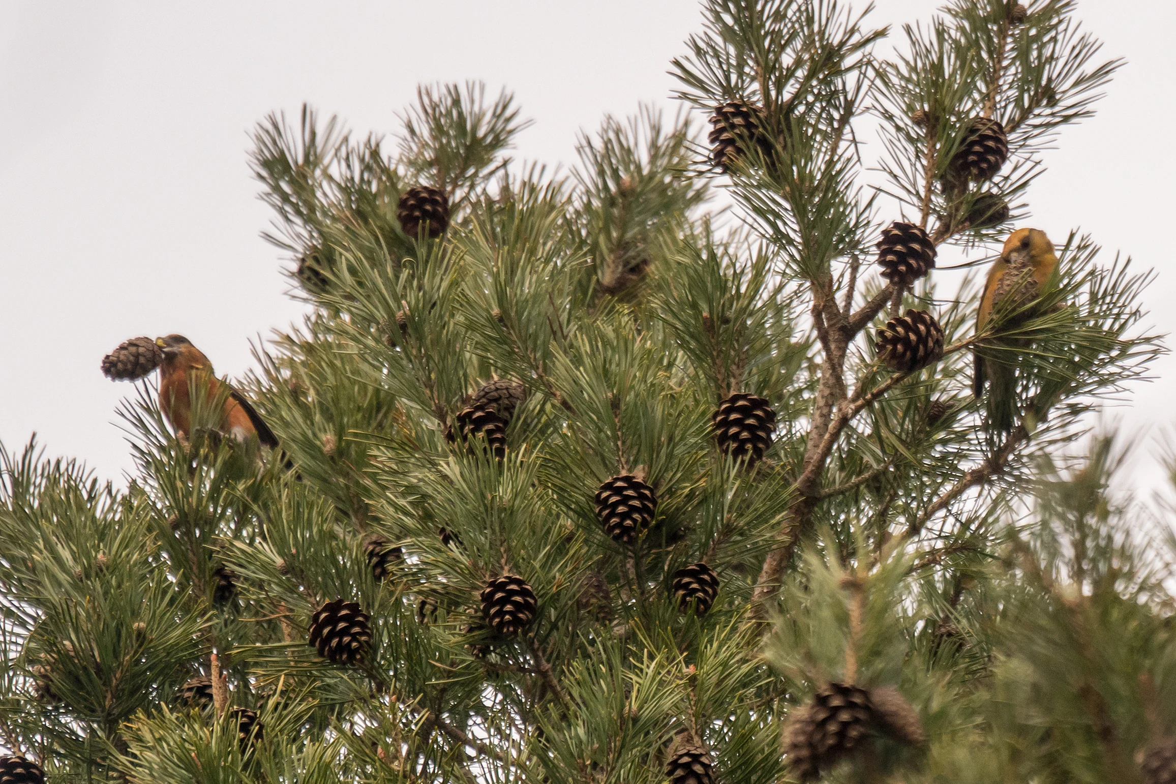 Crossbill sp, Balbair Woods, Loch Fleet, Sutherland, UK — photo by Jim Bennett