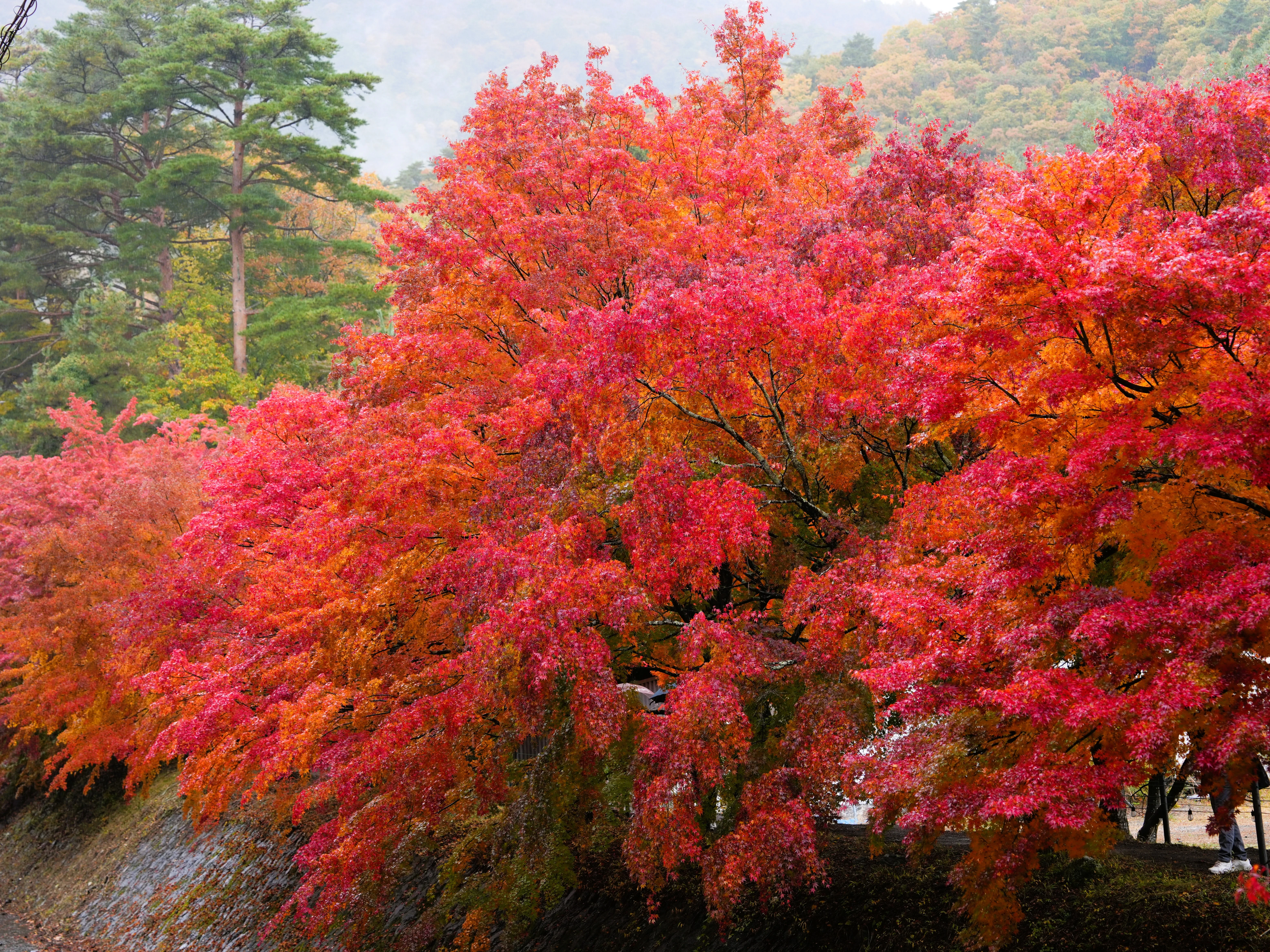 DSC09112 2, Kawaguchiko, Japan — photo by Jim Bennett