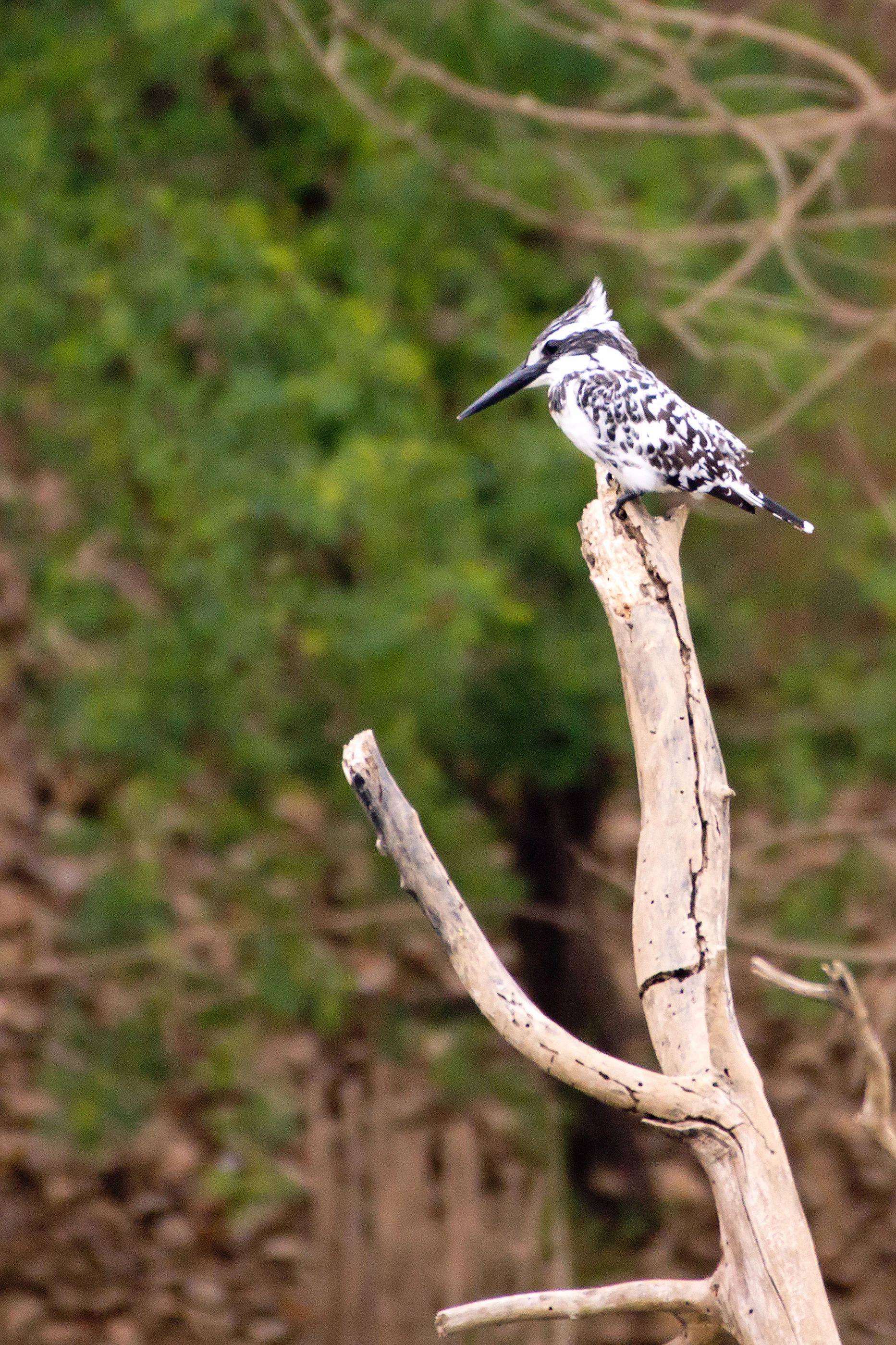 Pied Kingfisher, Khem Villas, Ranthambore National Park, Rajasthan, India — photo by Jim Bennett