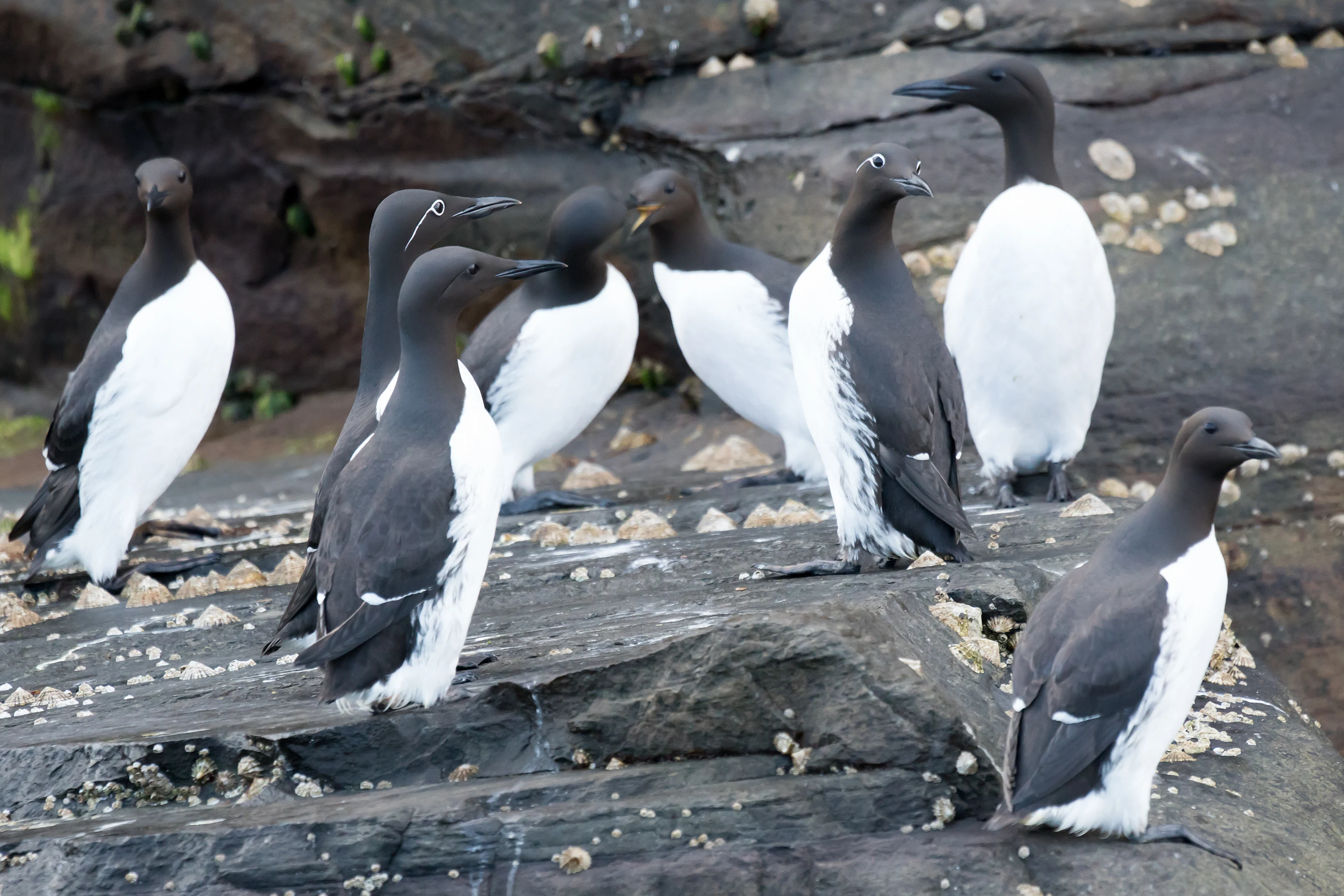 Common Guillemots, Noss, UK — photo by Jim Bennett