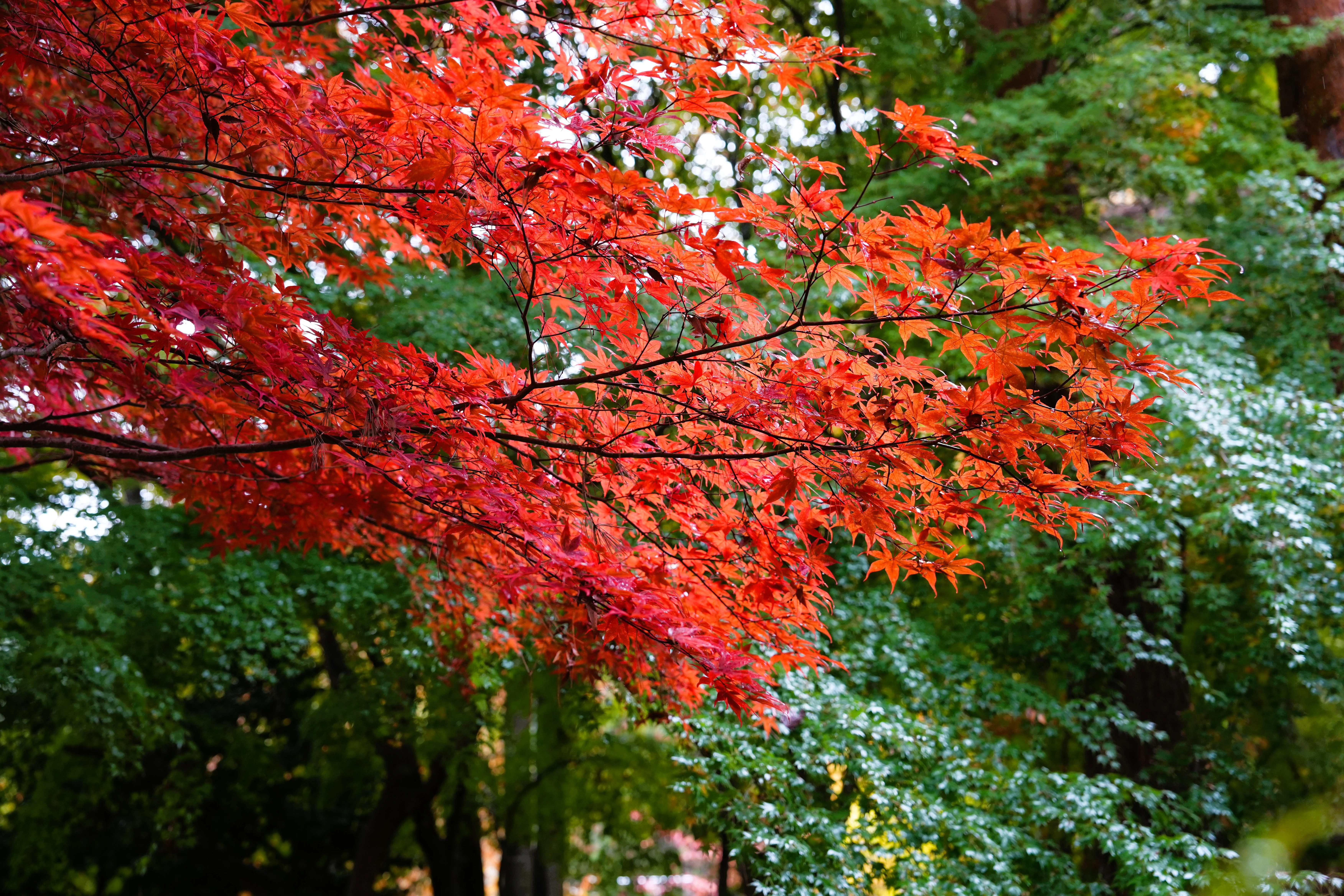 DSC09115 2, Kawaguchiko, Japan — photo by Jim Bennett