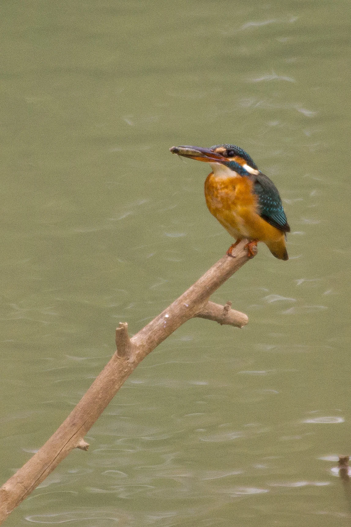 Common Kingfisher, Khem Villas, Ranthambore National Park, Rajasthan, India — photo by Jim Bennett