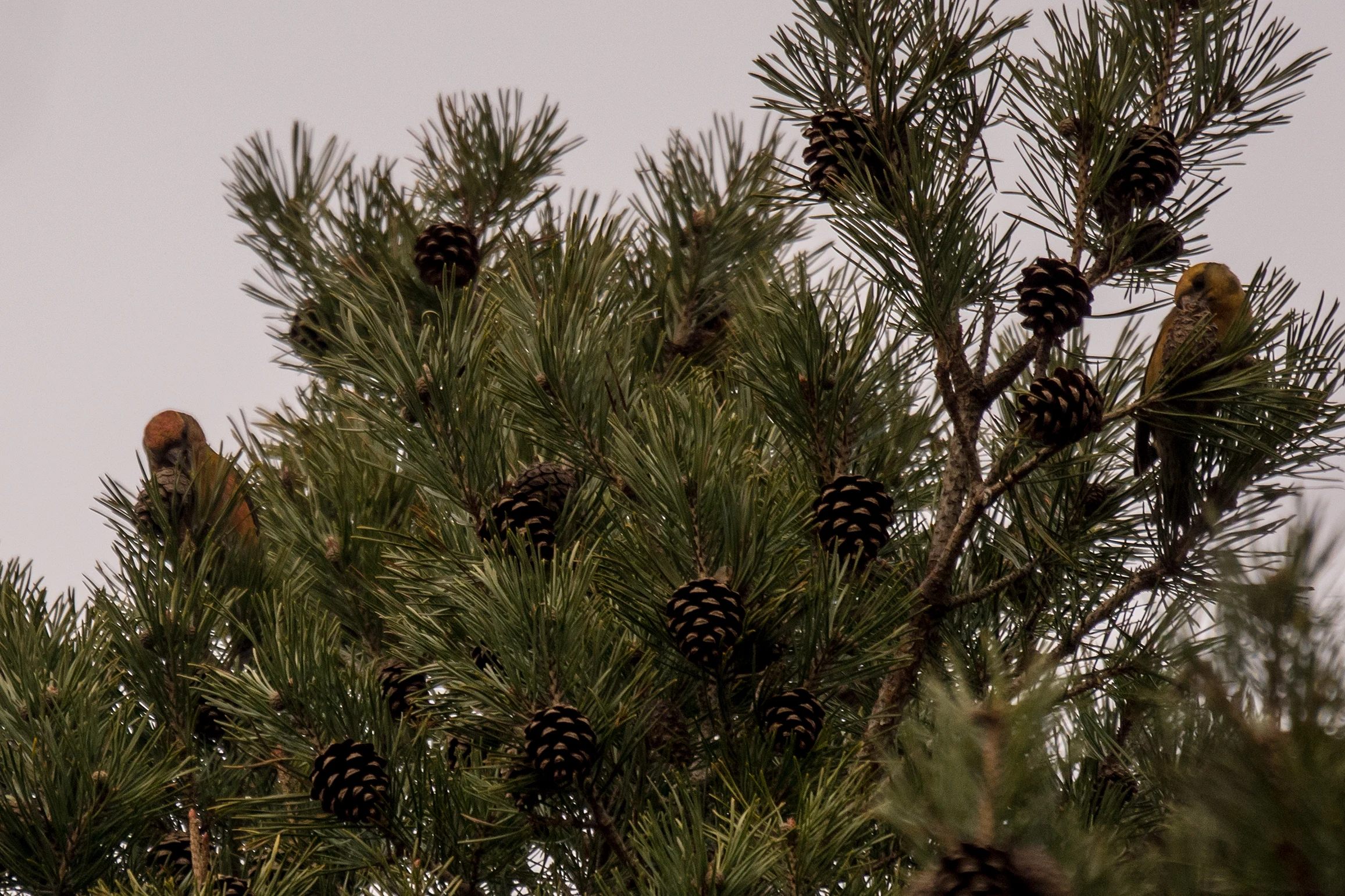 Crossbill sp, Balbair Woods, Loch Fleet, Sutherland, UK — photo by Jim Bennett