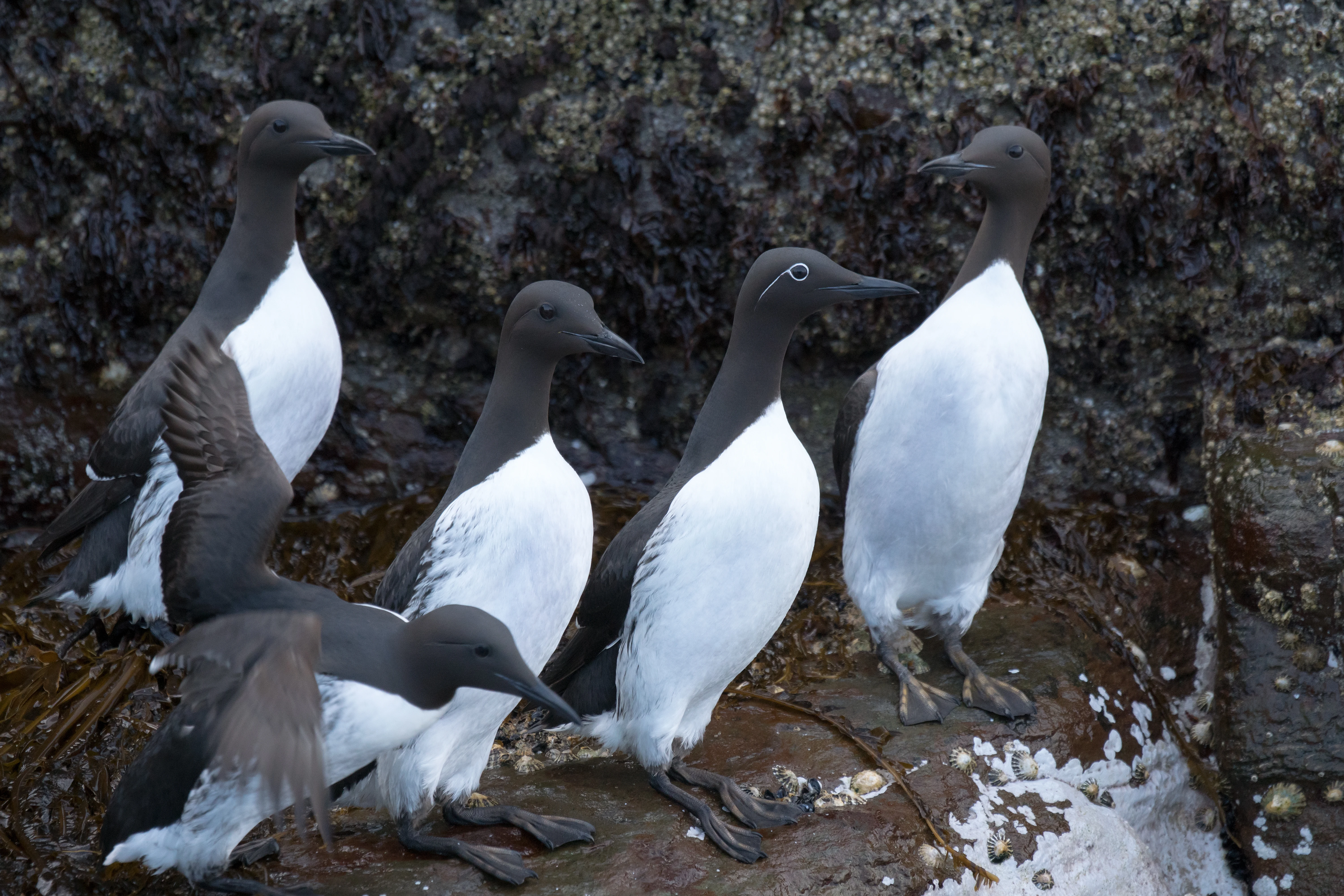 Common Guillemots, Noss, UK — photo by Jim Bennett