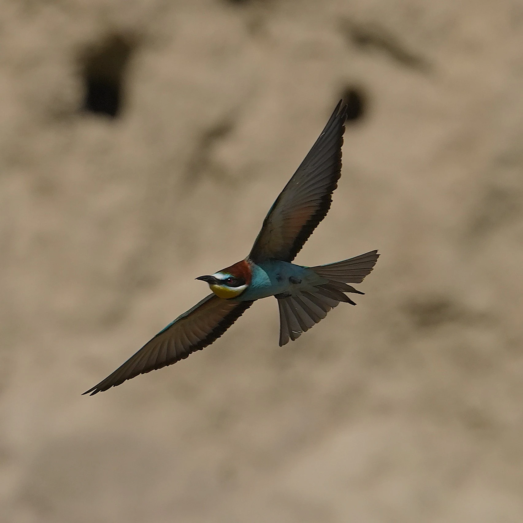European Bee-eater, Museum of the Traditional Fishing Village, Tulcea, Romania — photo by Jim Bennett