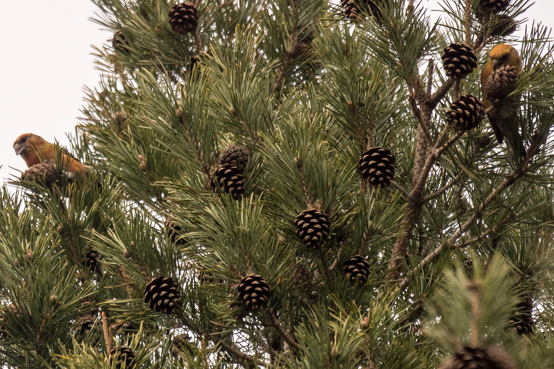 Crossbill sp, Balbair Woods, Loch Fleet, Sutherland, UK — photo by Jim Bennett