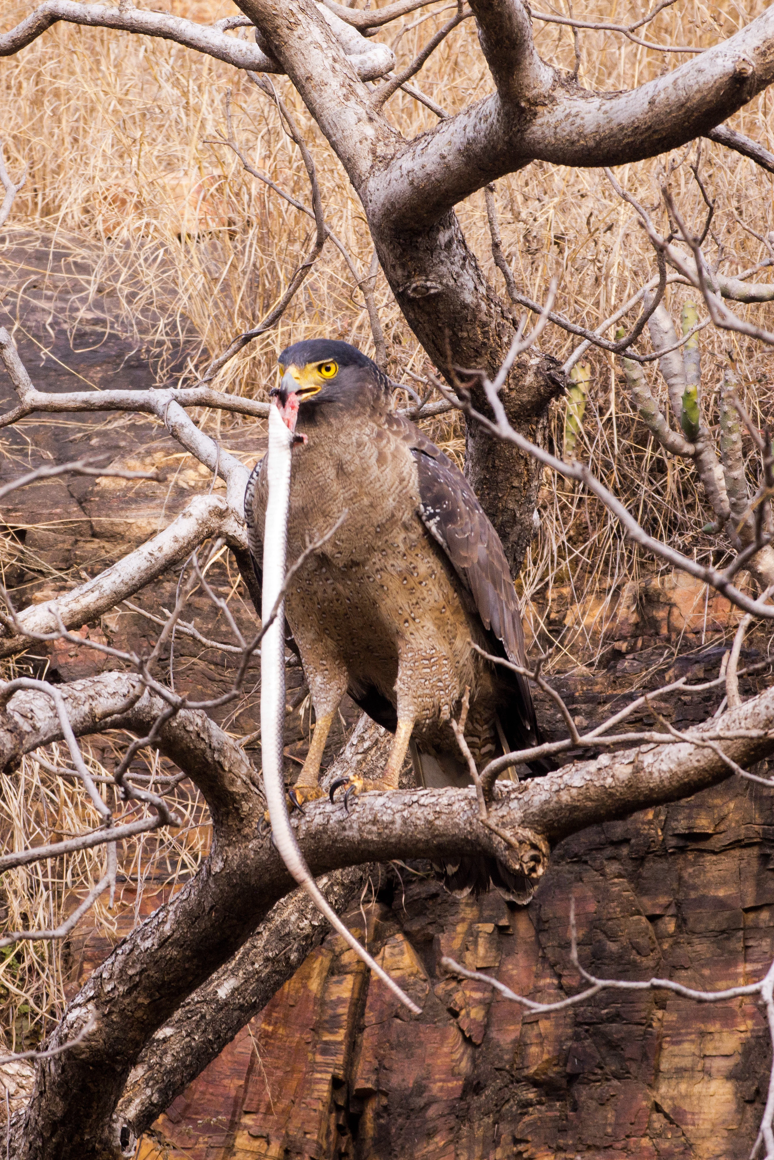 Crested Serpent Eagle, Ranthambore National Park, Rajasthan, India — photo by Jim Bennett