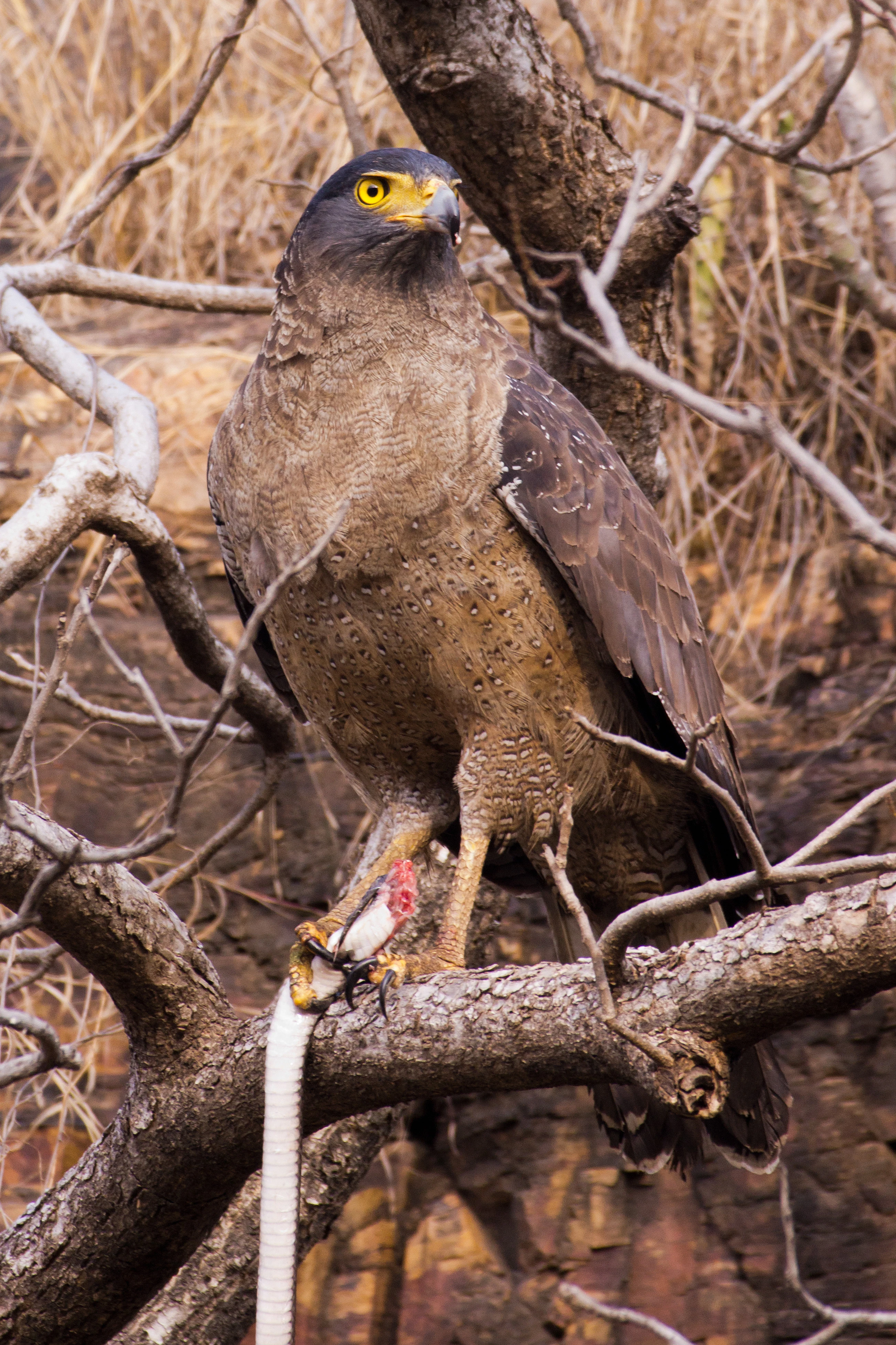 Crested Serpent Eagle, Ranthambore National Park, Rajasthan, India — photo by Jim Bennett