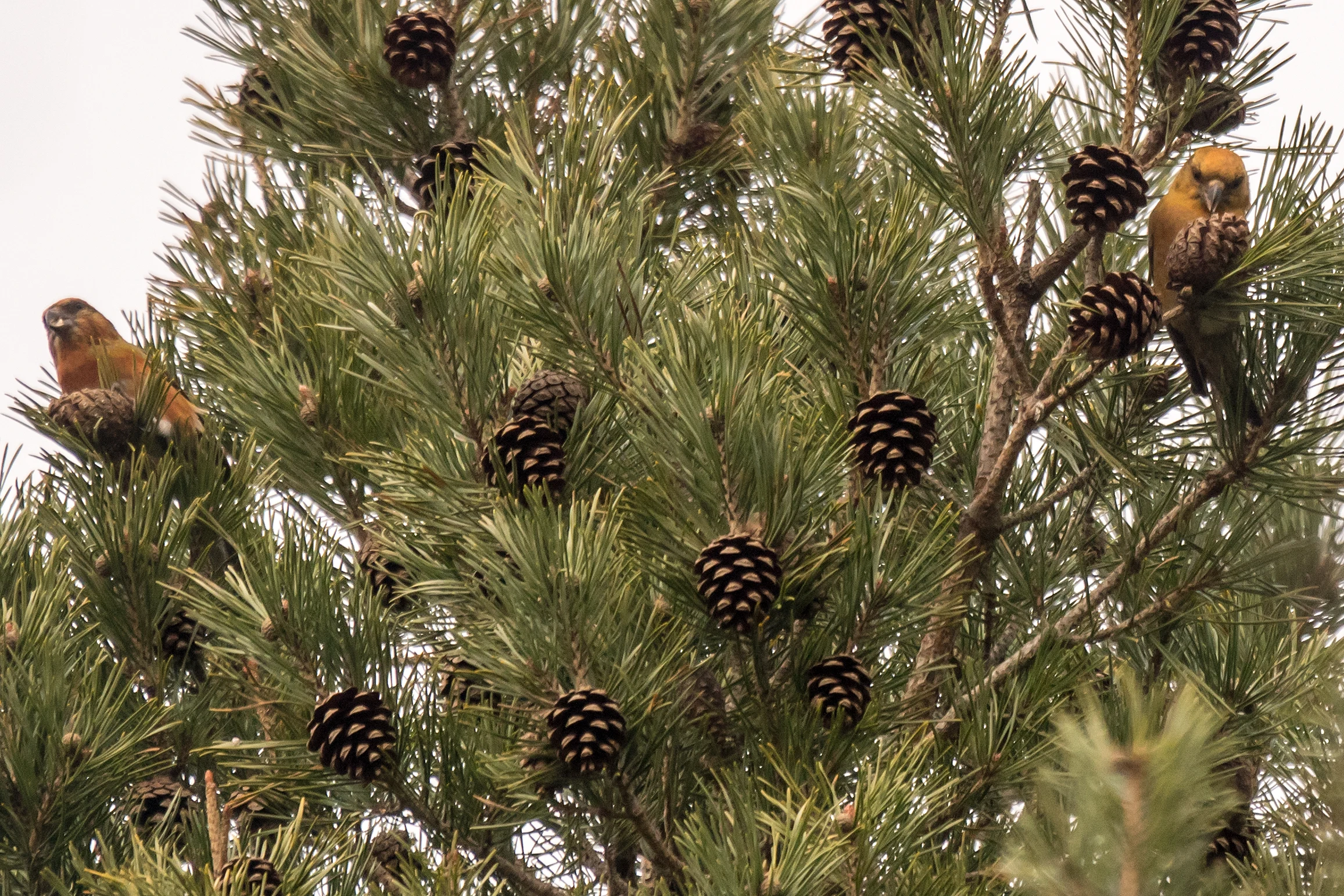 Crossbill sp, Balbair Woods, Loch Fleet, Sutherland, UK — photo by Jim Bennett