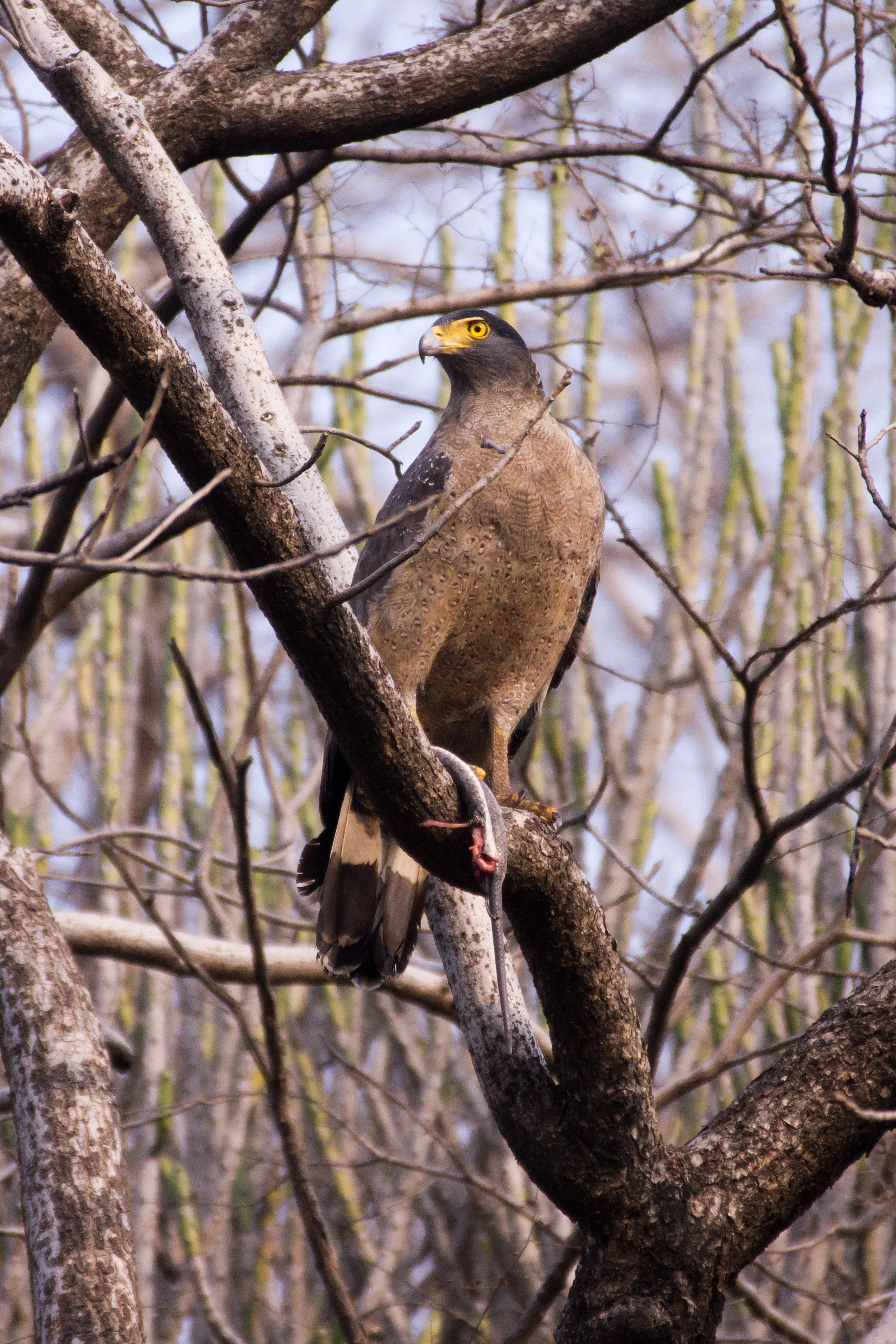 Crested Serpent Eagle, Ranthambore National Park, Rajasthan, India — photo by Jim Bennett
