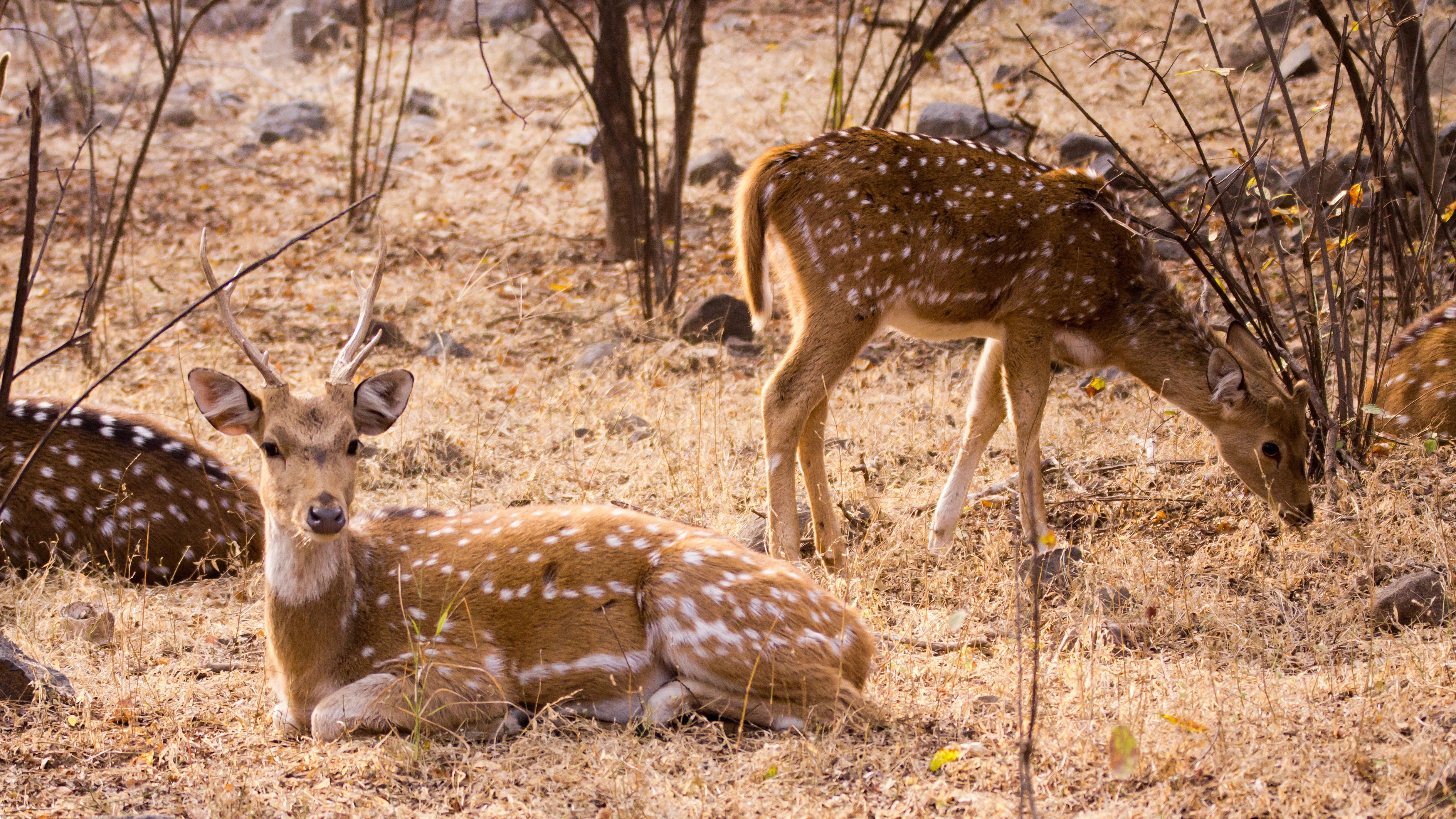 Chital (Spotted Deer), Ranthambore National Park, Rajasthan, India — photo by Jim Bennett