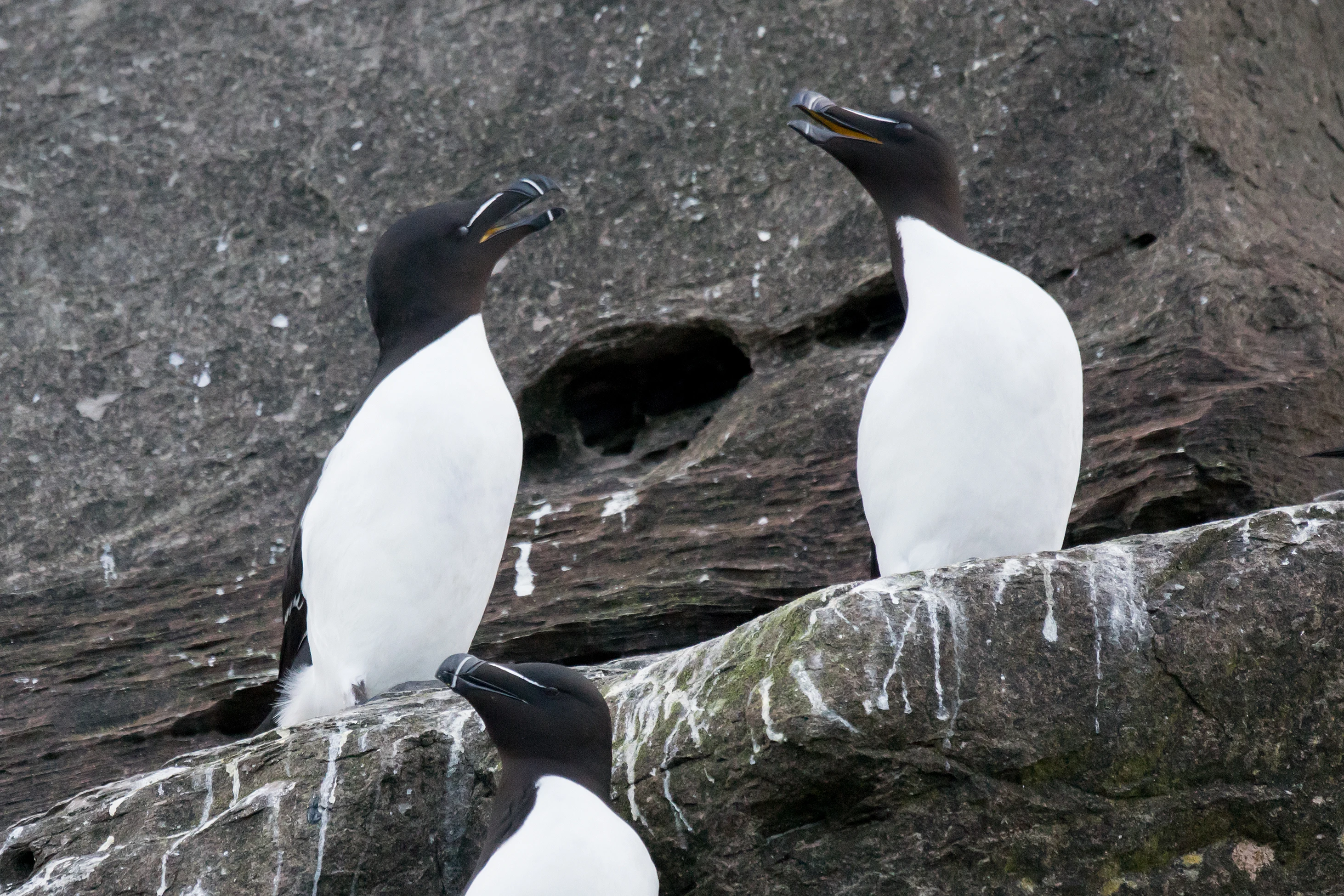 Razorbills, Noss, UK — photo by Jim Bennett