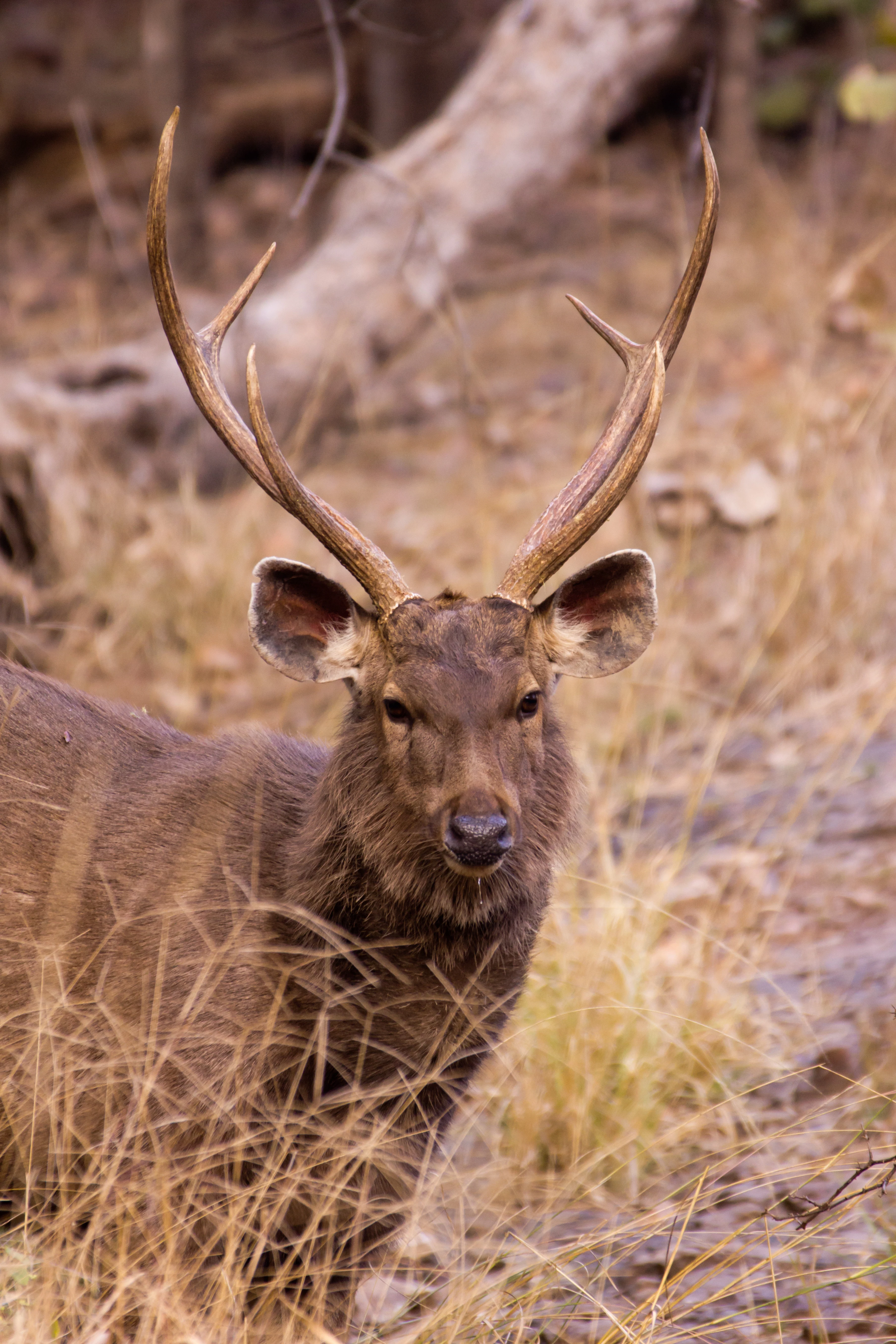 Sambar, Ranthambore National Park, Rajasthan, India — photo by Jim Bennett