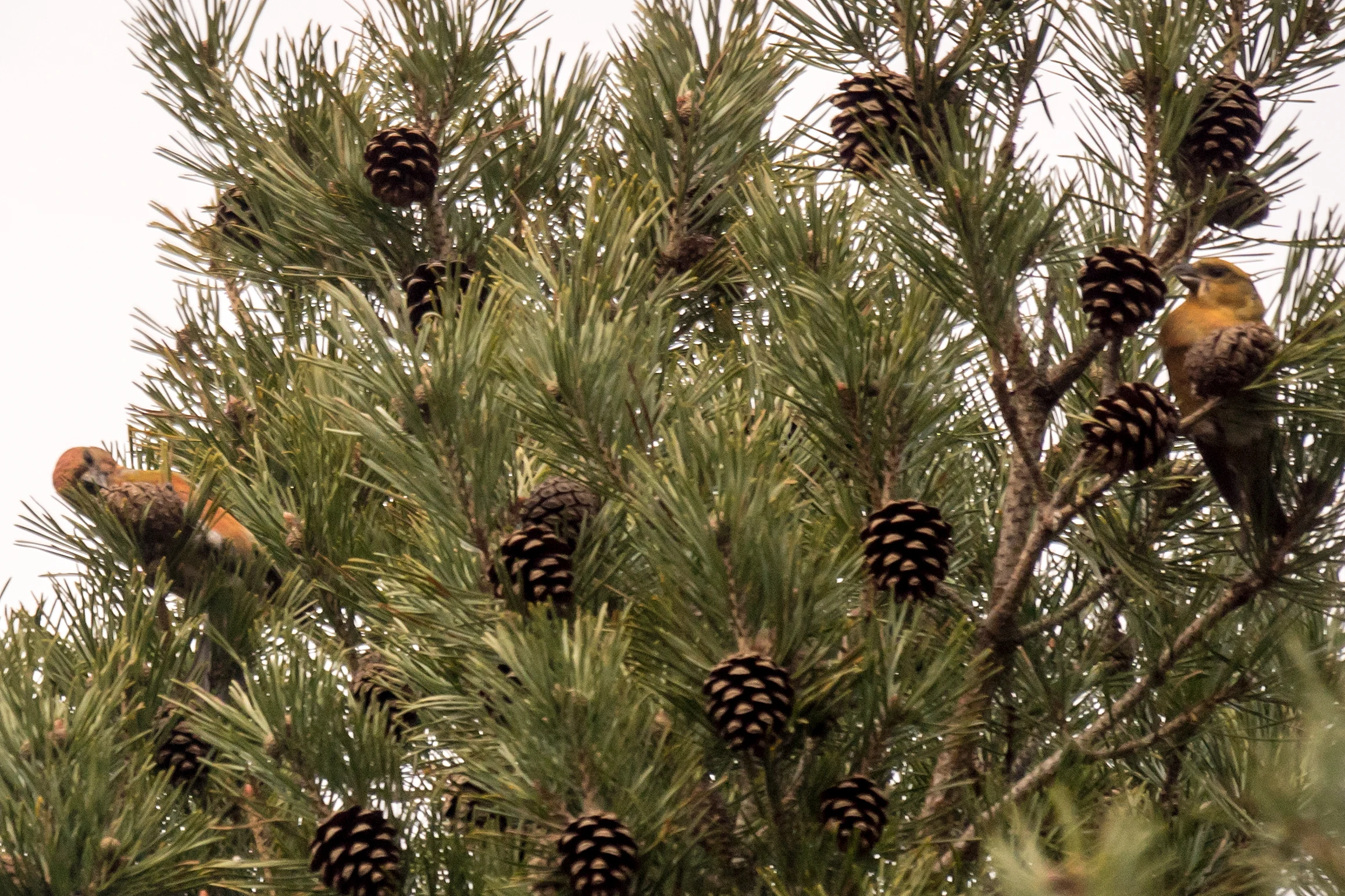 Crossbill sp, Balbair Woods, Loch Fleet, Sutherland, UK — photo by Jim Bennett