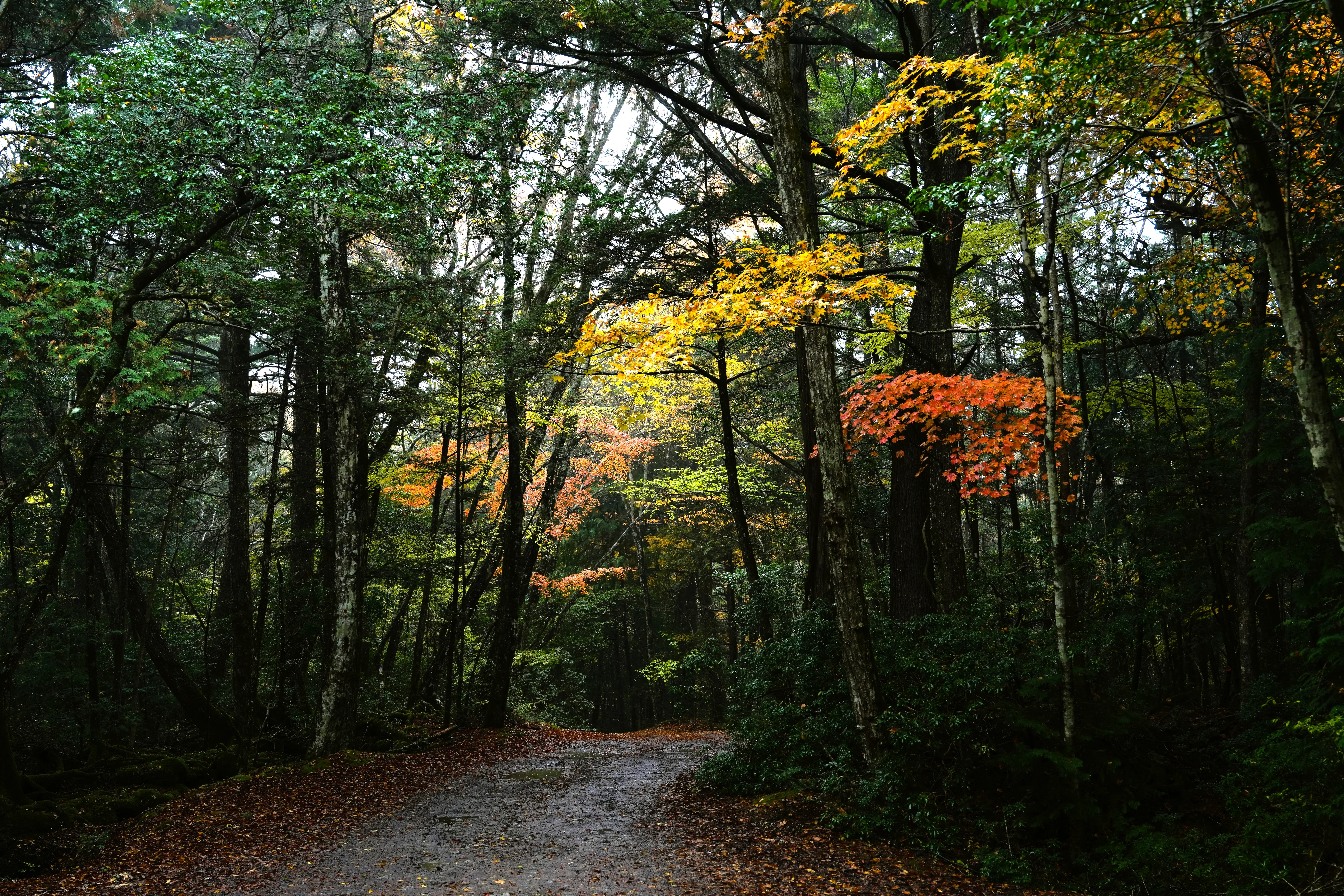 DSC09141 2, Saiko, Japan — photo by Jim Bennett