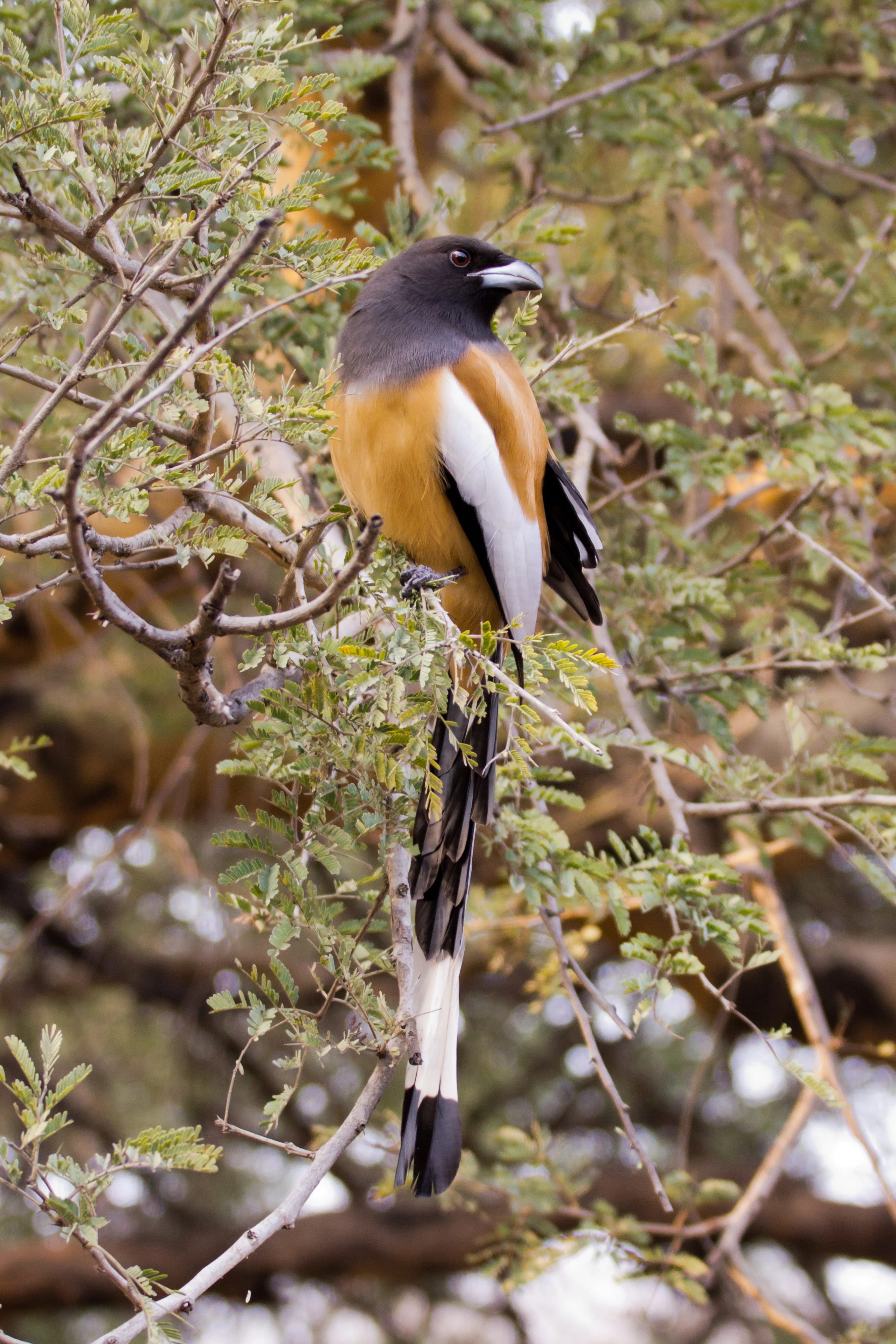 Rufous Treepie, Ranthambore National Park, Rajasthan, India — photo by Jim Bennett