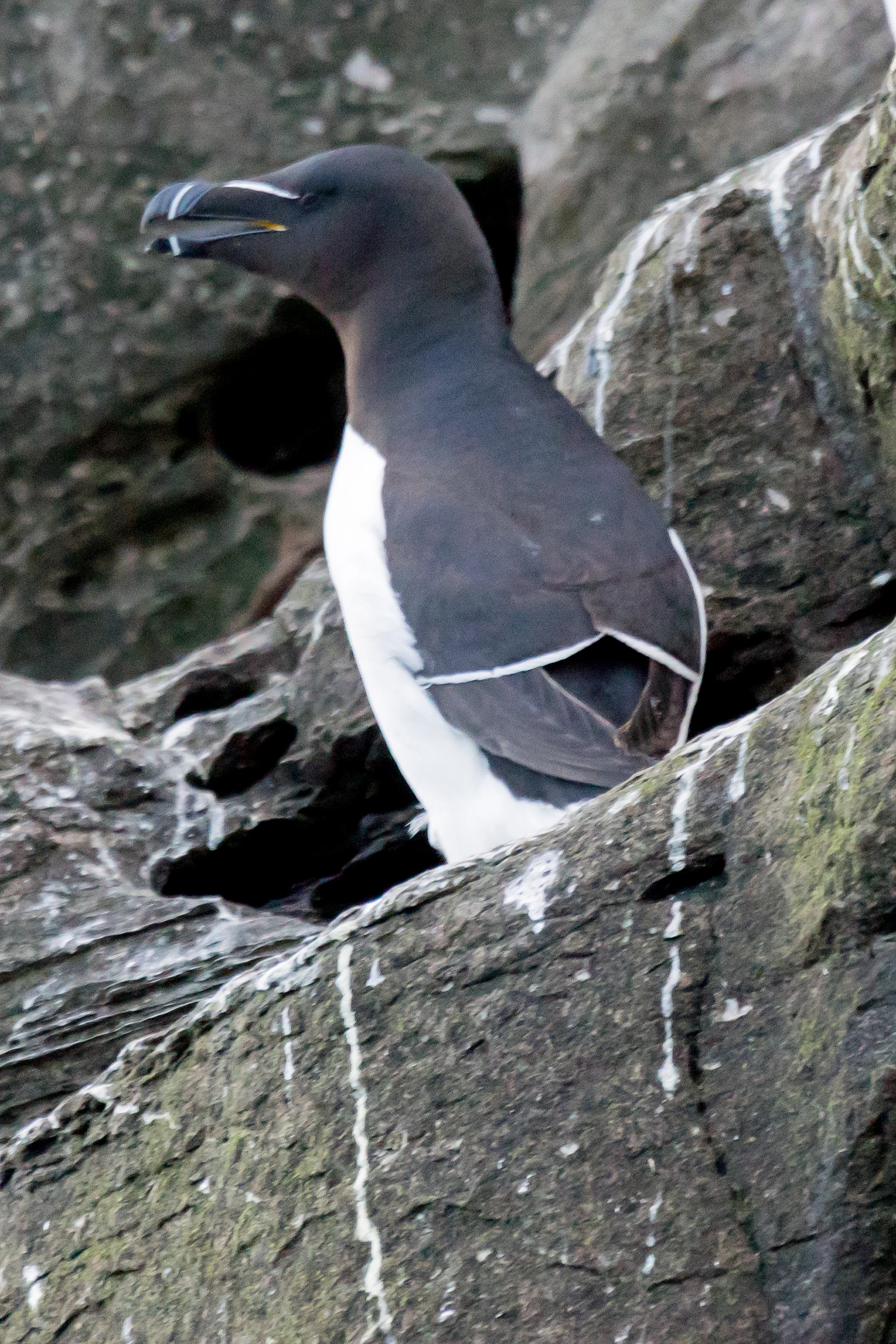 Razorbill, Noss, UK — photo by Jim Bennett