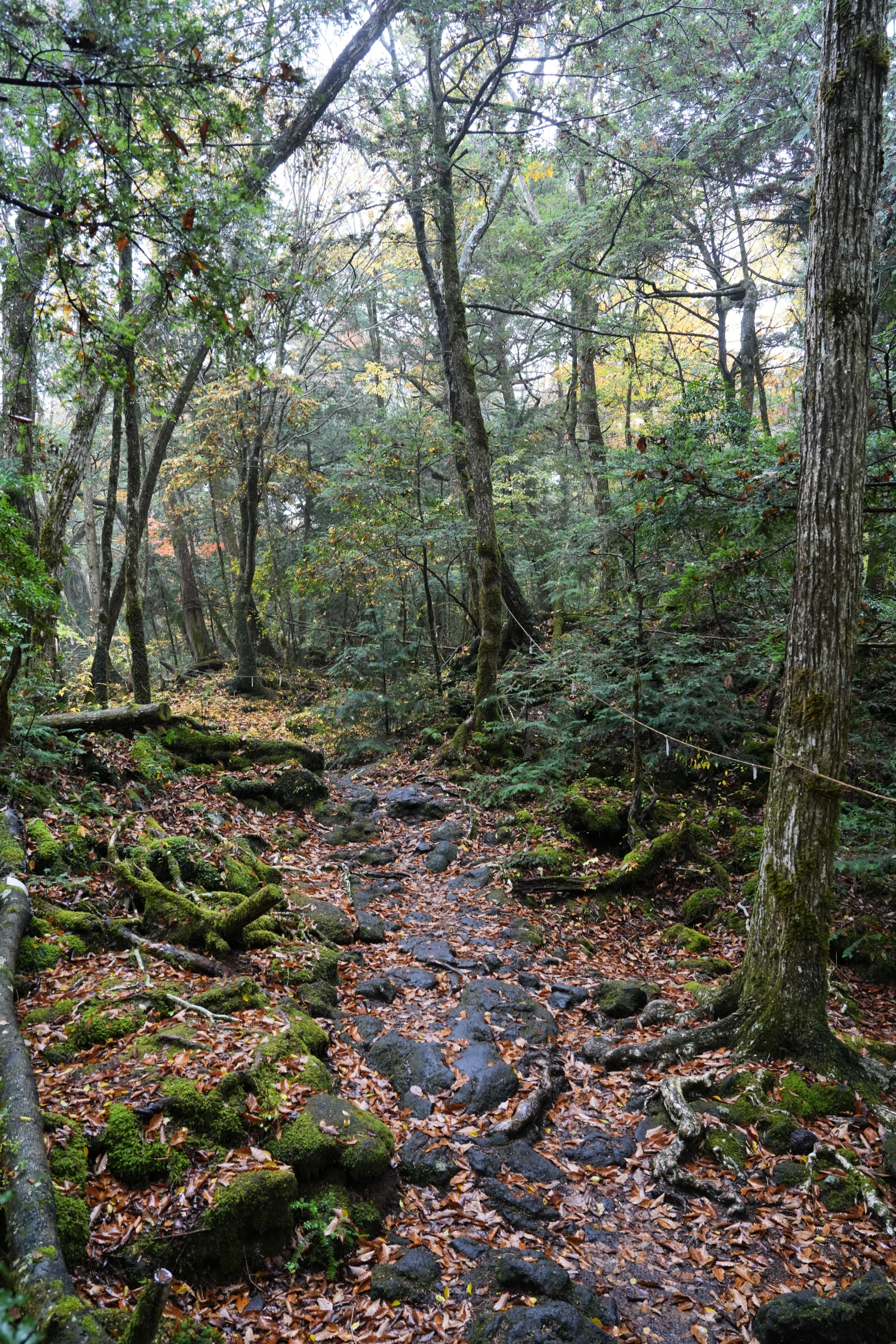 Lava fields, Saiko, Japan — photo by Jim Bennett