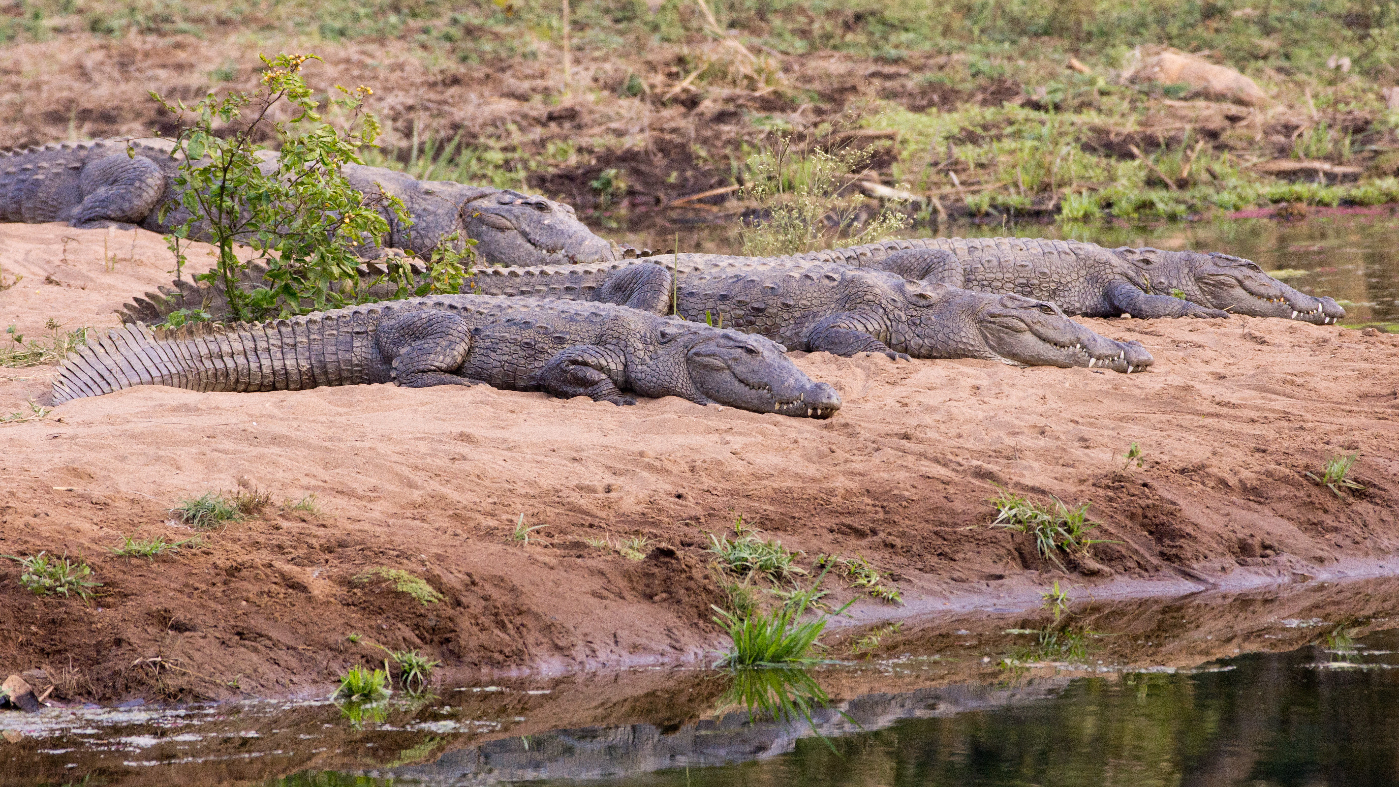 Marsh Crocodiles, Ranthambore National Park, Rajasthan, India — photo by Jim Bennett