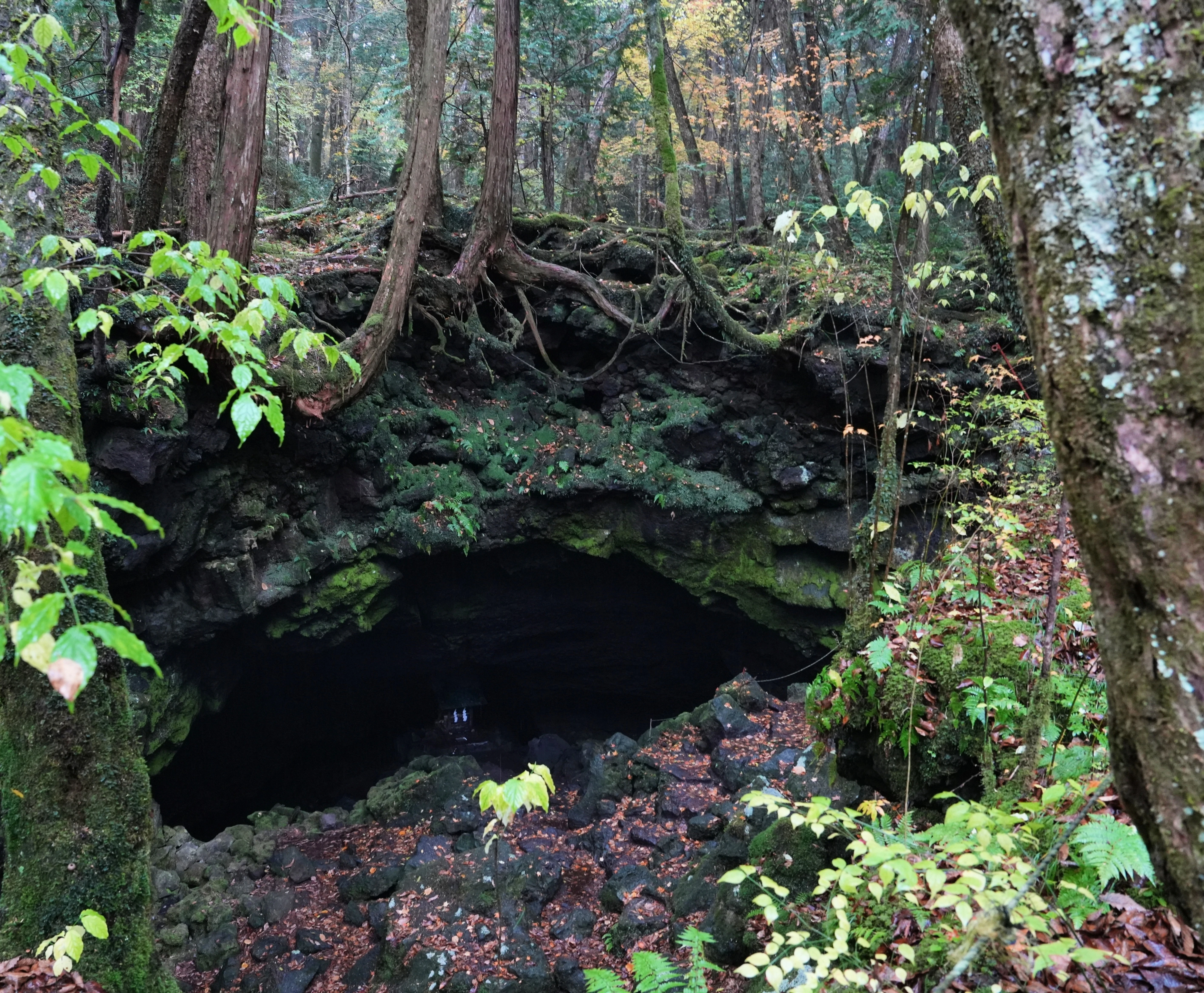 Lava fields, Saiko, Japan — photo by Jim Bennett