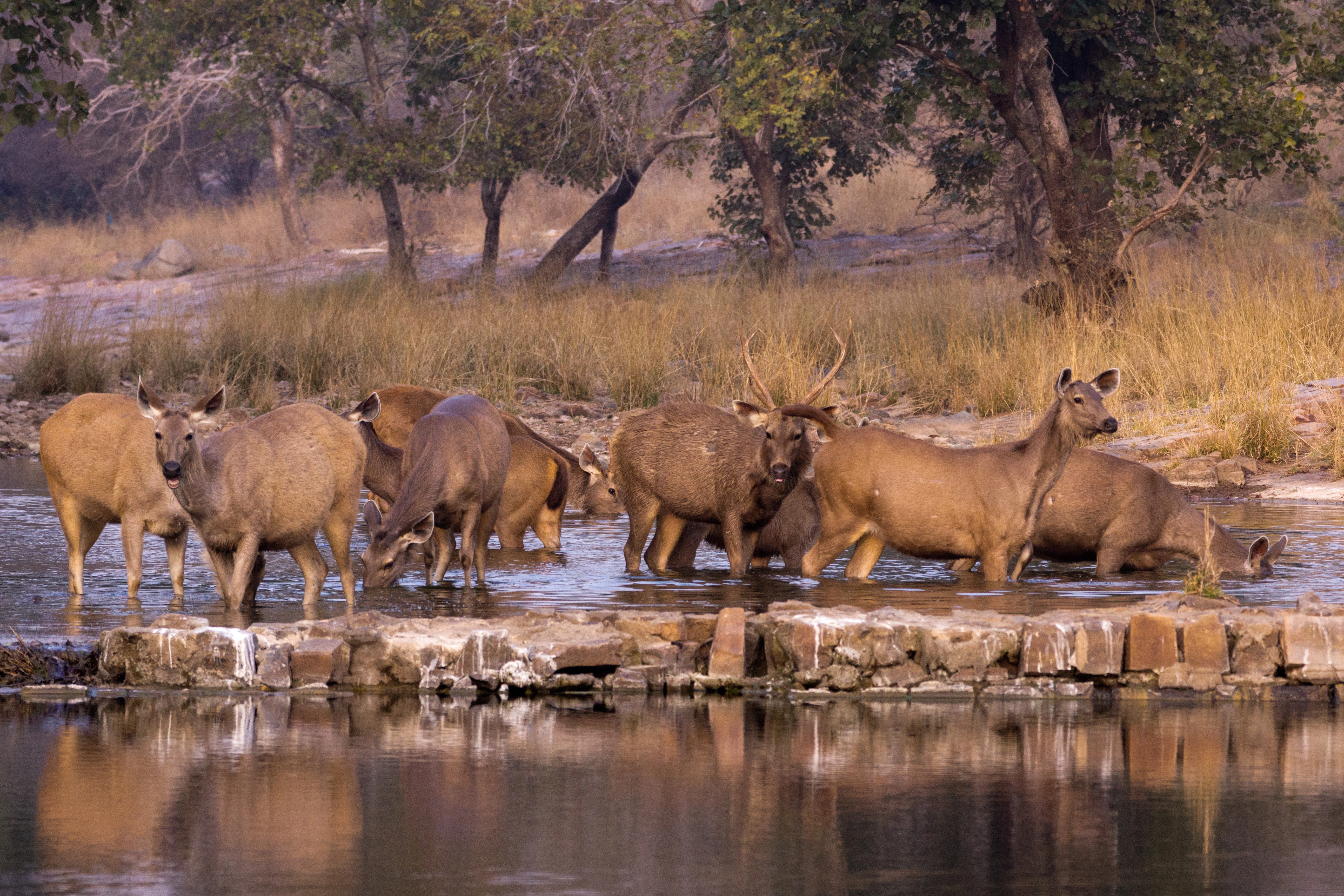 Sambar, Ranthambore National Park, Rajasthan, India — photo by Jim Bennett