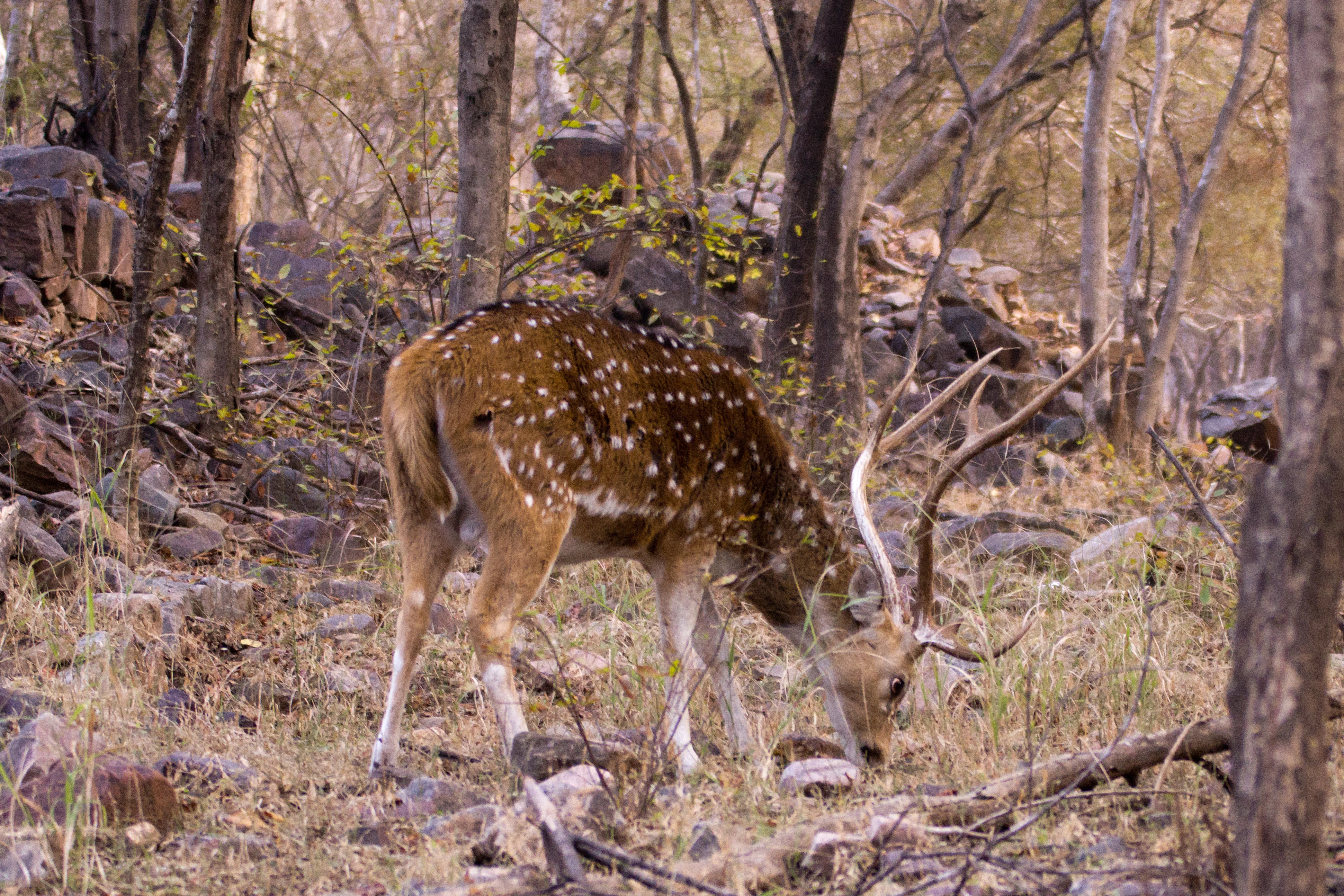 stag Chital (spotted deer), Ranthambore National Park, Rajasthan, India — photo by Jim Bennett
