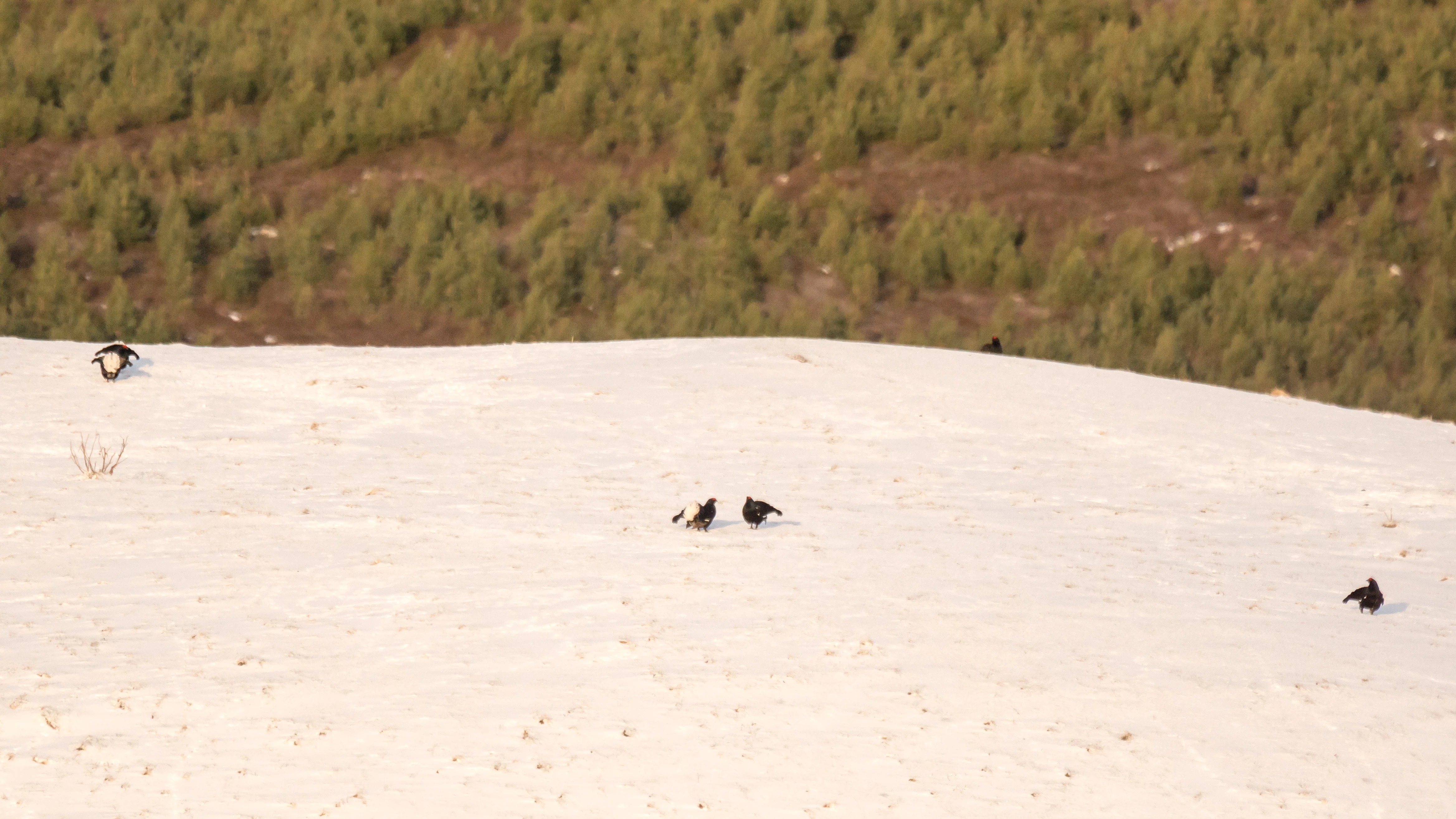 Black Grouse lek, Cairngorms, UK — photo by Jim Bennett
