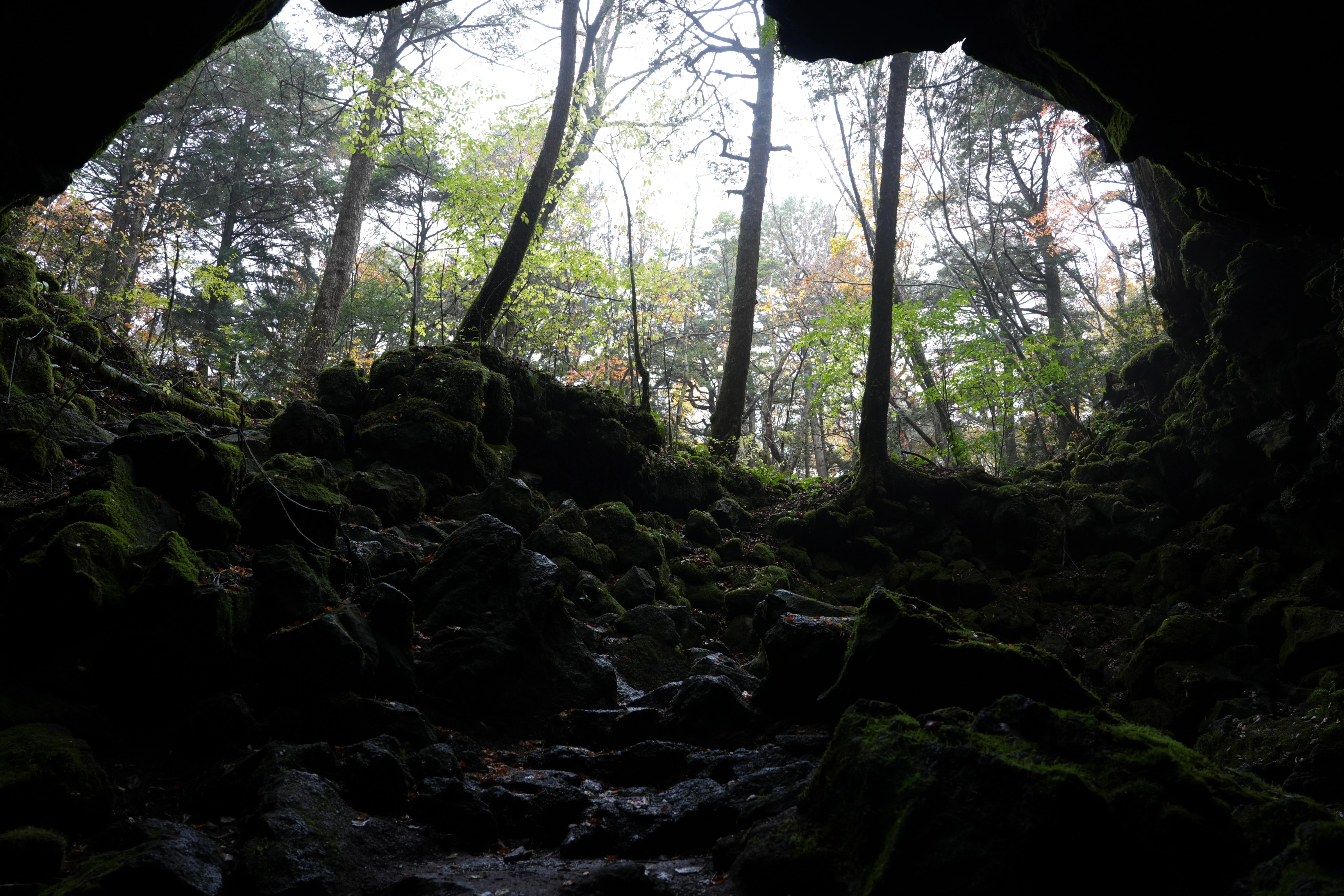 Lava fields, Saiko, Japan — photo by Jim Bennett