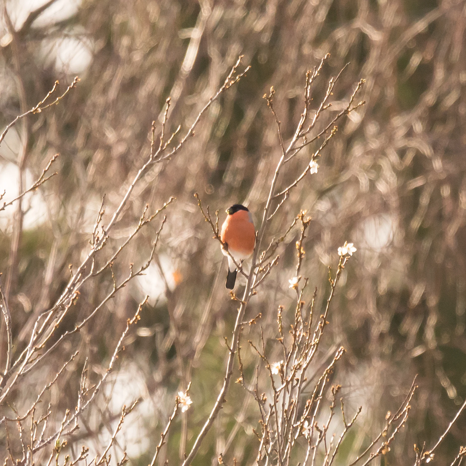 Bullfinch, Carrbridge, Cairngorms, UK — photo by Jim Bennett