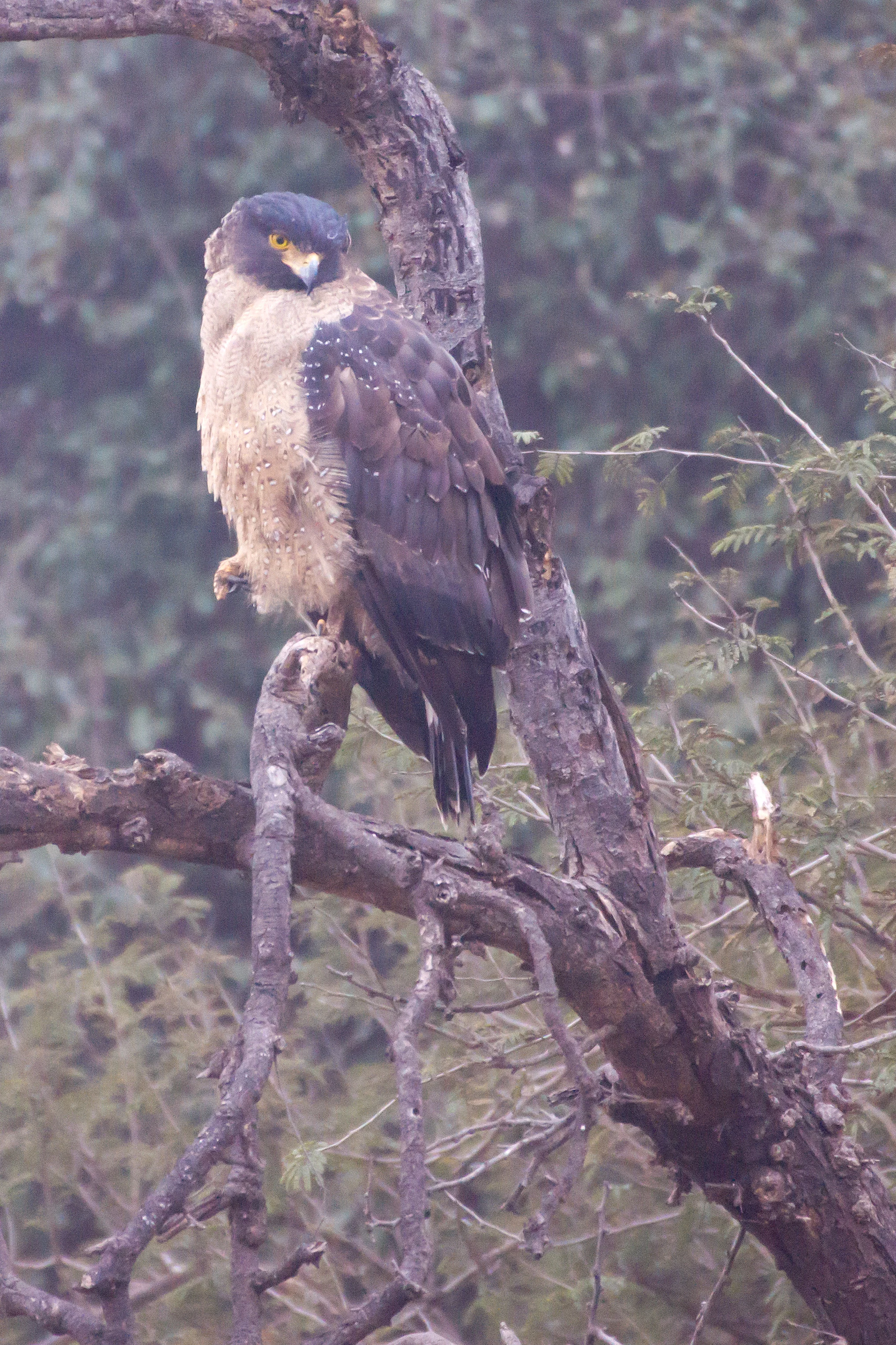 Crested Serpent Eagle, Ranthambore National Park, Rajasthan, India — photo by Jim Bennett