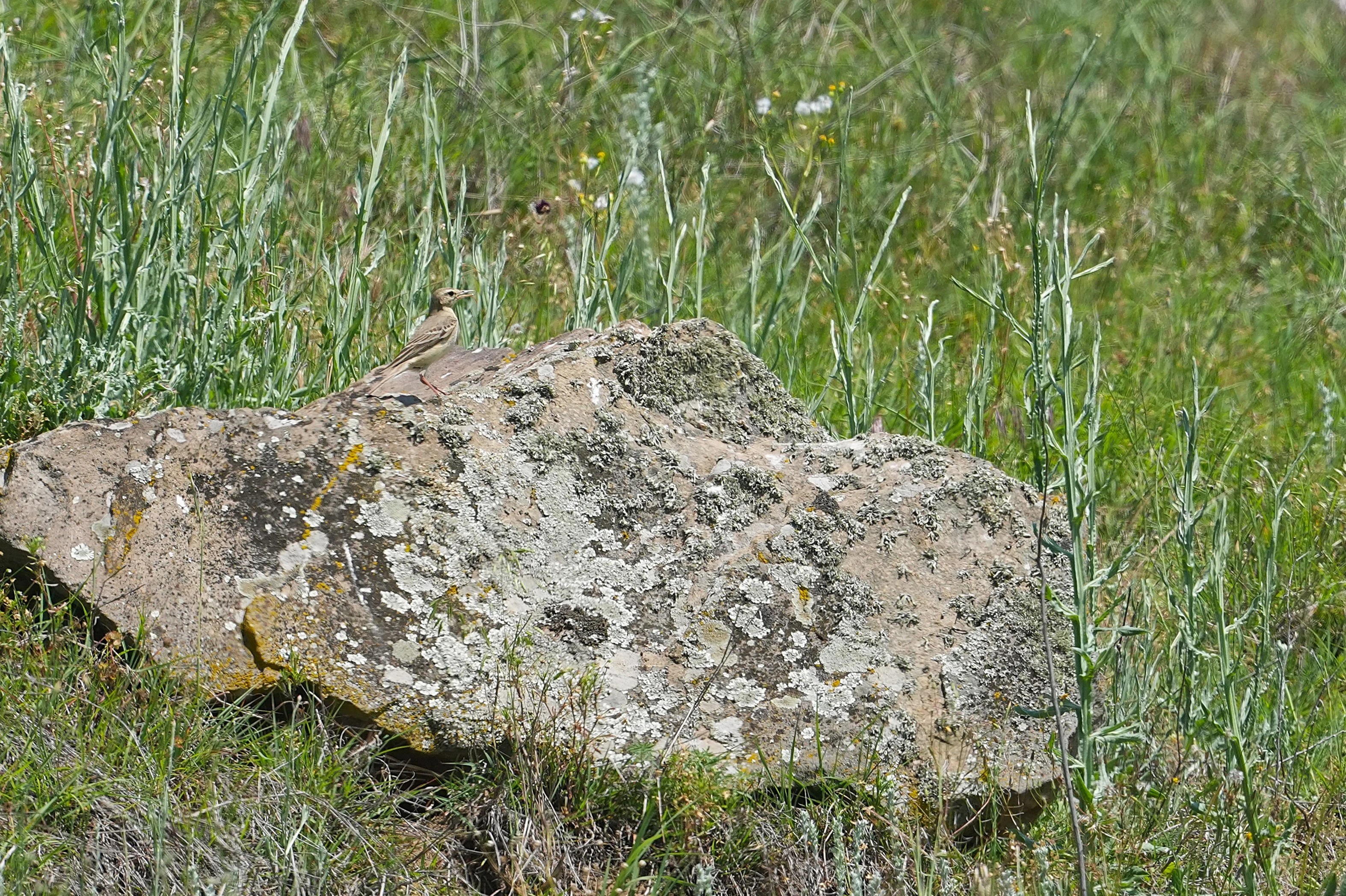 Tawny Pipit, Museum of the Traditional Fishing Village, Tulcea, Romania — photo by Jim Bennett