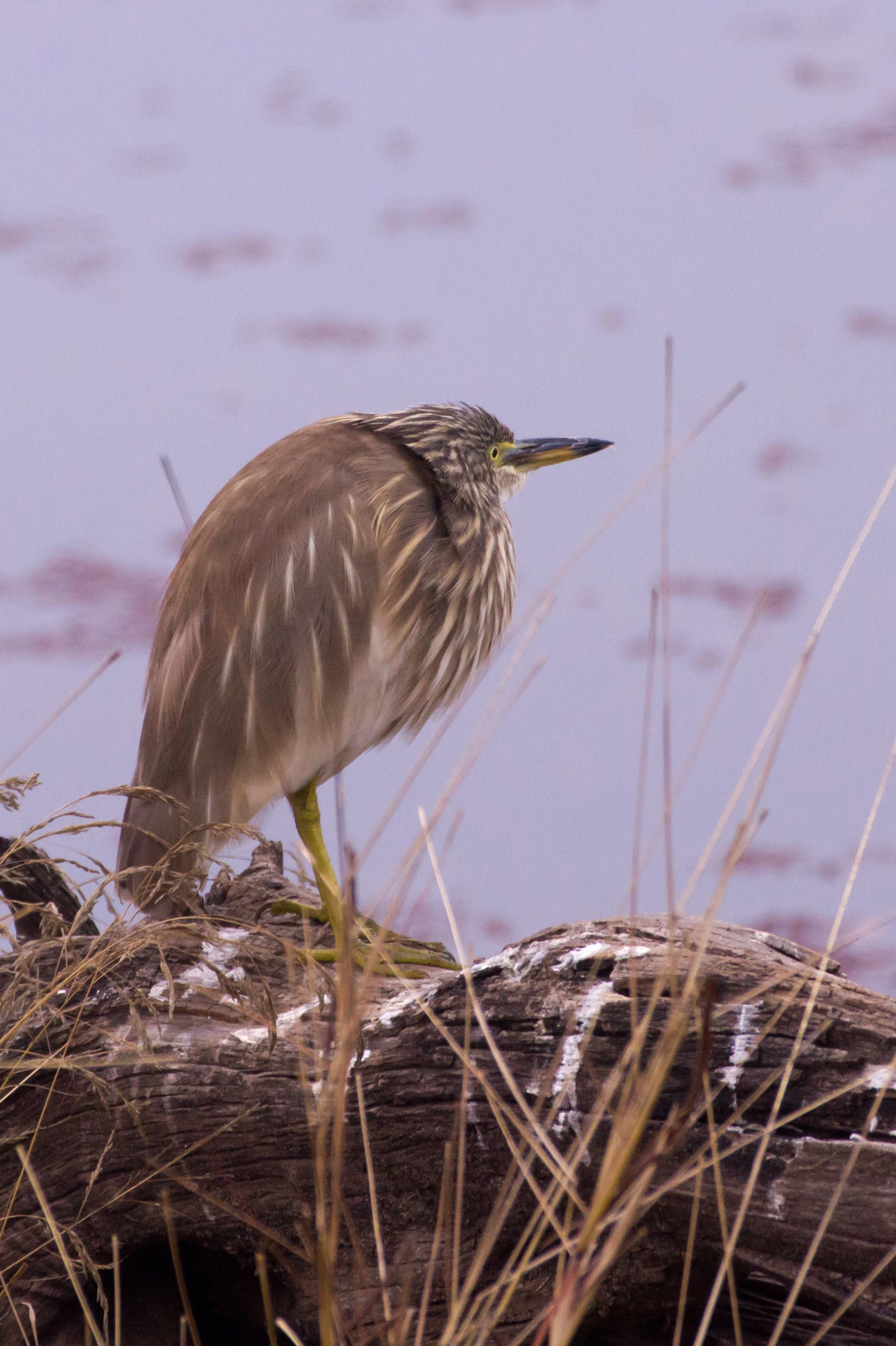 Indian Pond Heron, Ranthambore National Park, Rajasthan, India — photo by Jim Bennett