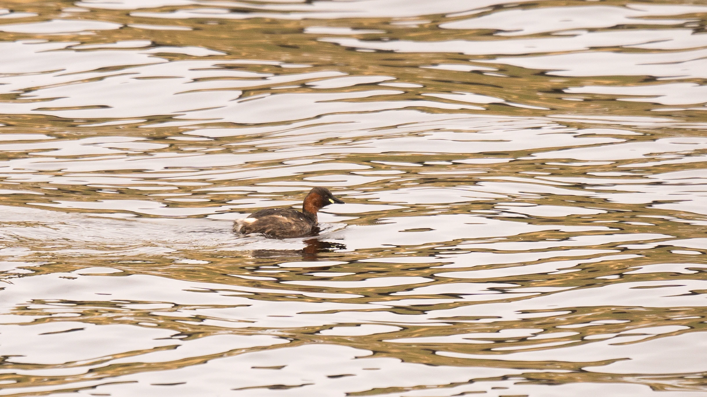 Little Grebe, Loch Ruthven, Inverness, UK — photo by Jim Bennett