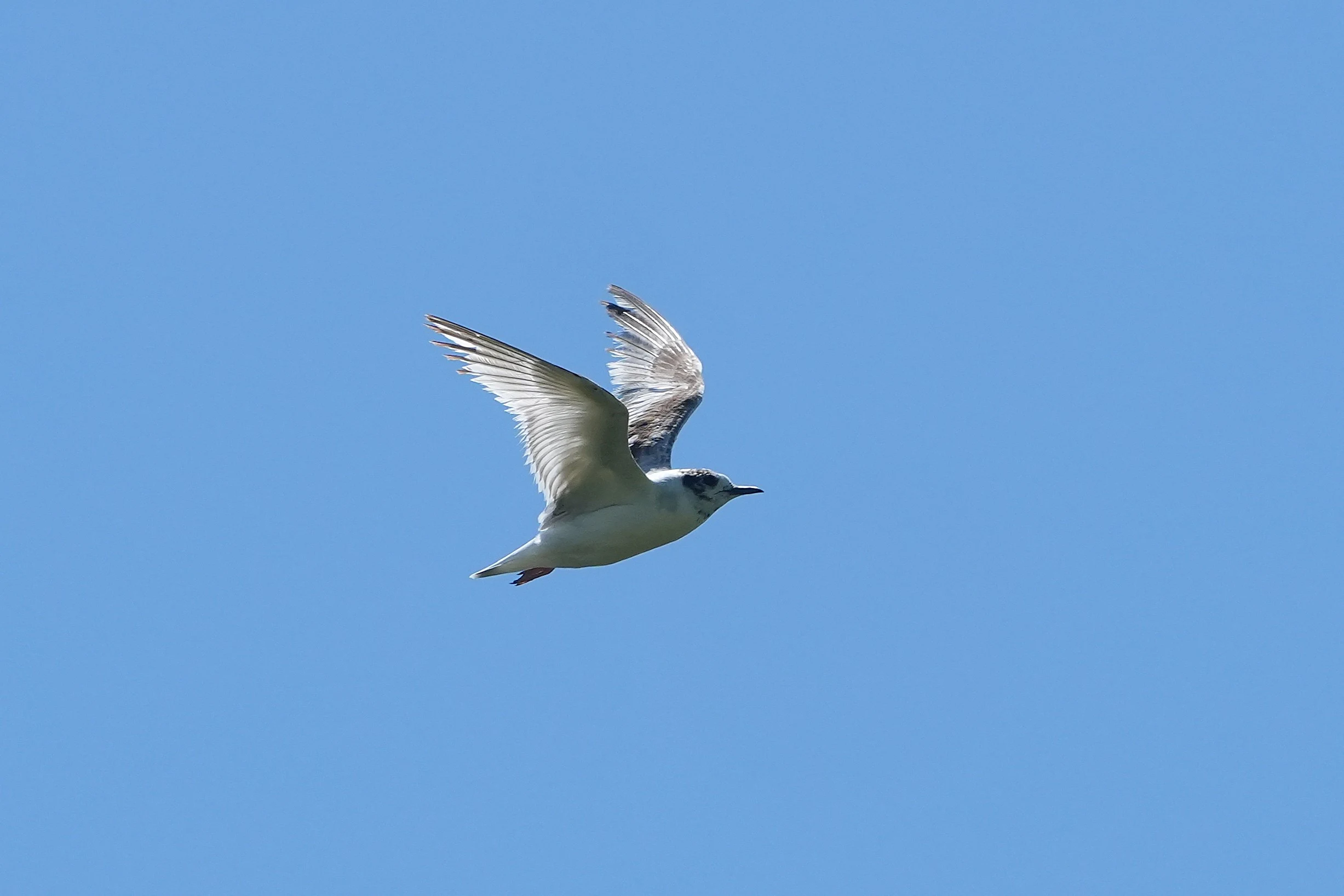 Little Gull, Lacul Histria, Romania — photo by Jim Bennett