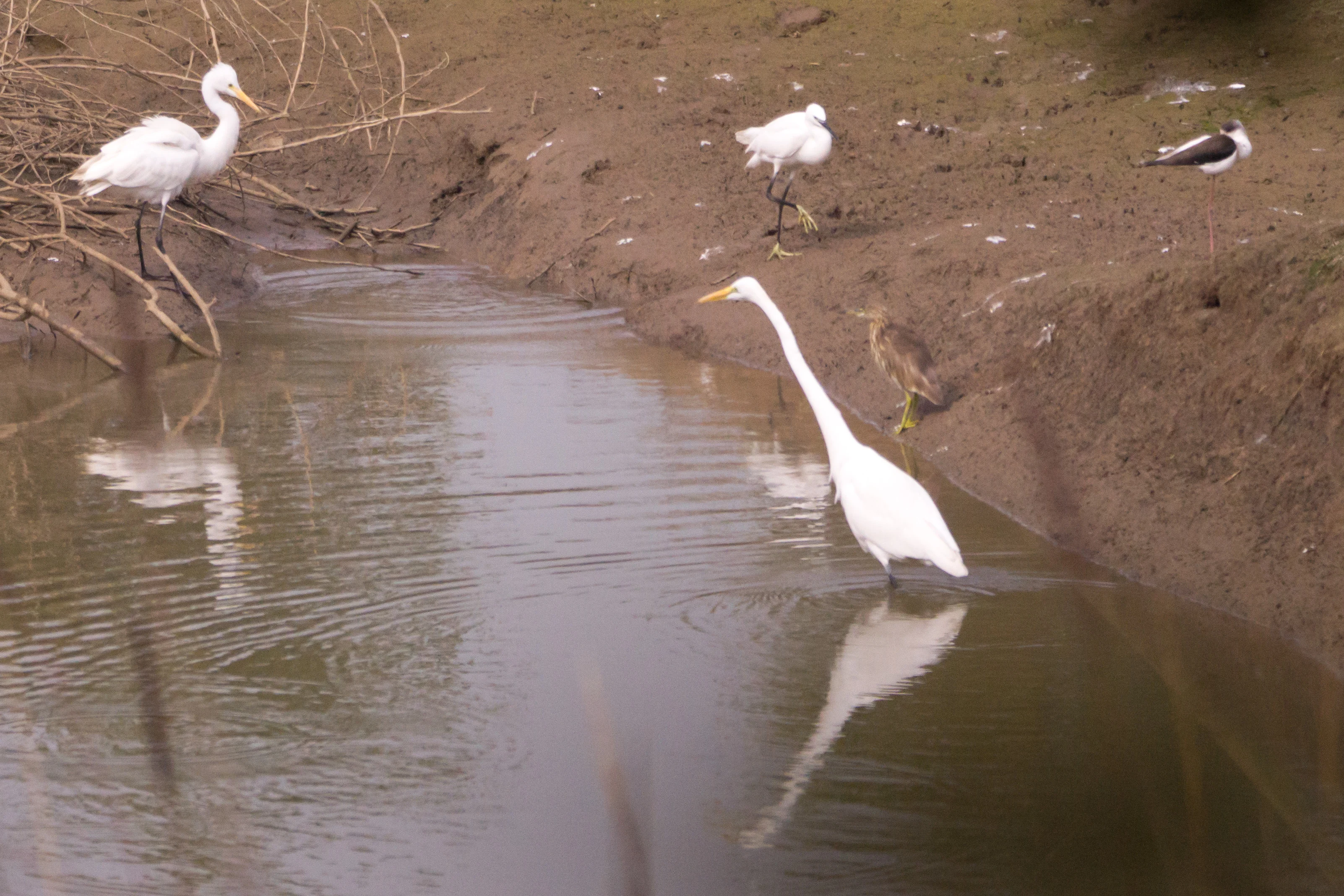 Great Egret, Little Egret, Indian Pond Heron, Black Winged Stilt, Khem Villas, Ranthambore National Park, Rajasthan, India — photo by Jim Bennett